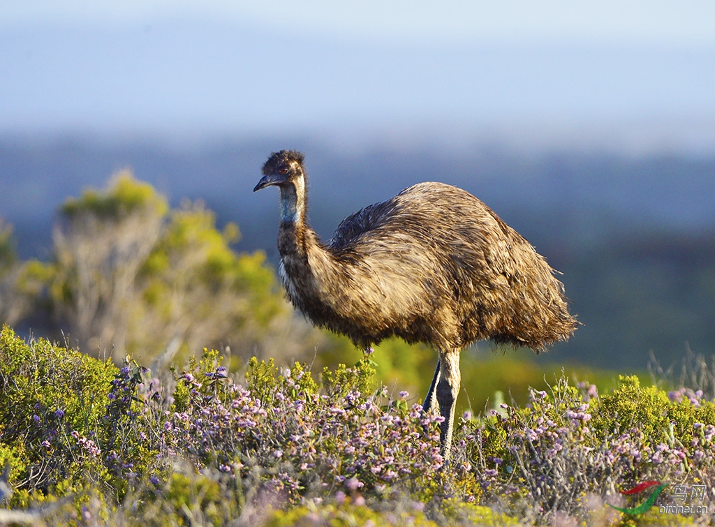 国外傲立花丛中澳洲鸸鹋