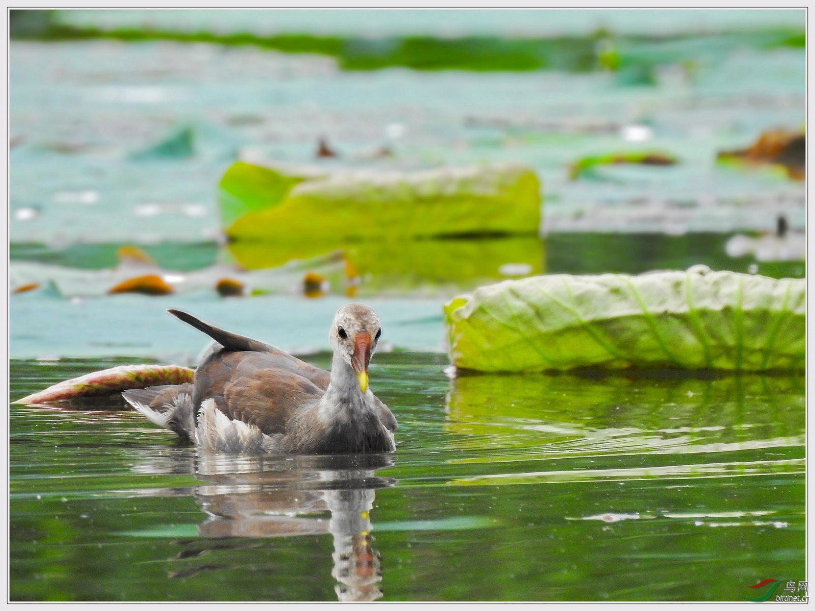 ��ֻ����ʶ