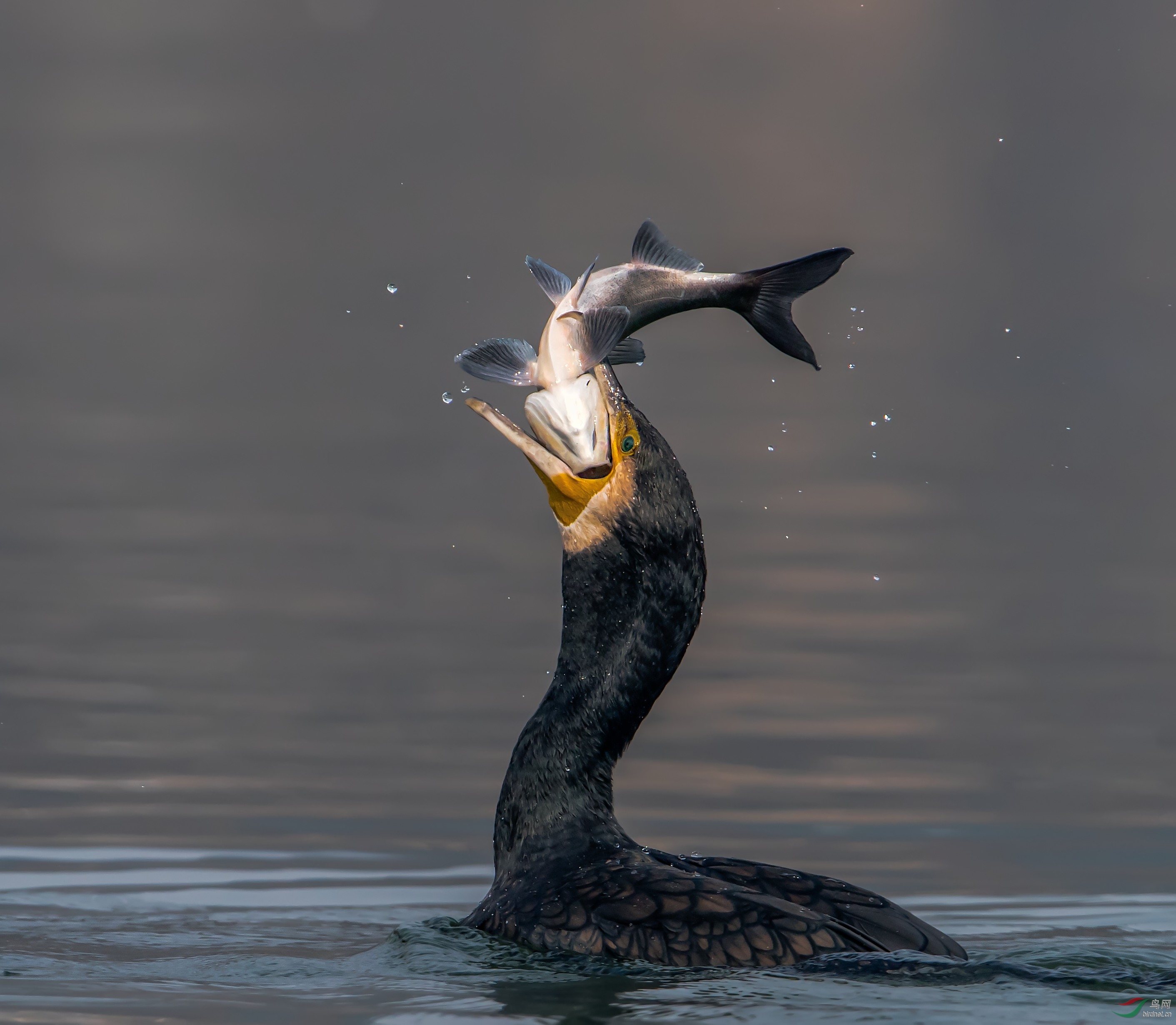 抓鱼(荣获首页鸟类精华)