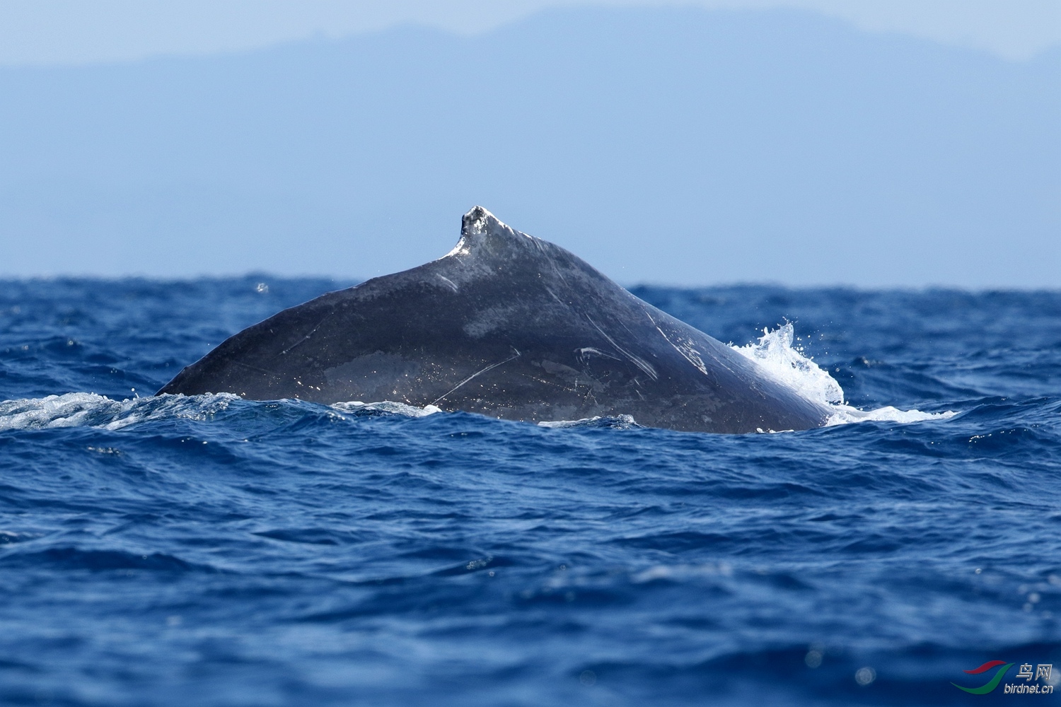 马达加斯加圣玛丽岛座头鲸