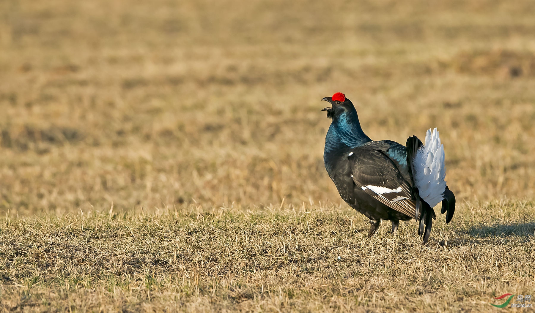 草原上的黑琴鸡