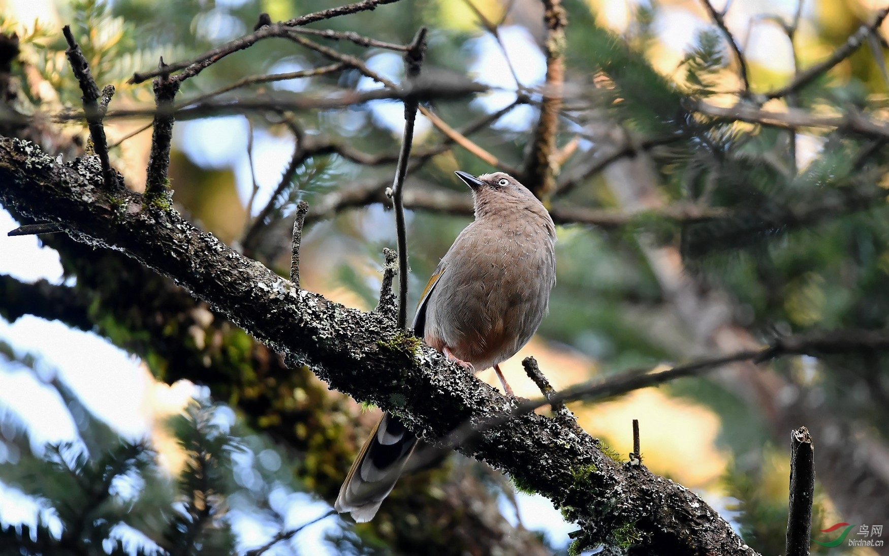 峨眉金顶橙翅噪鹛