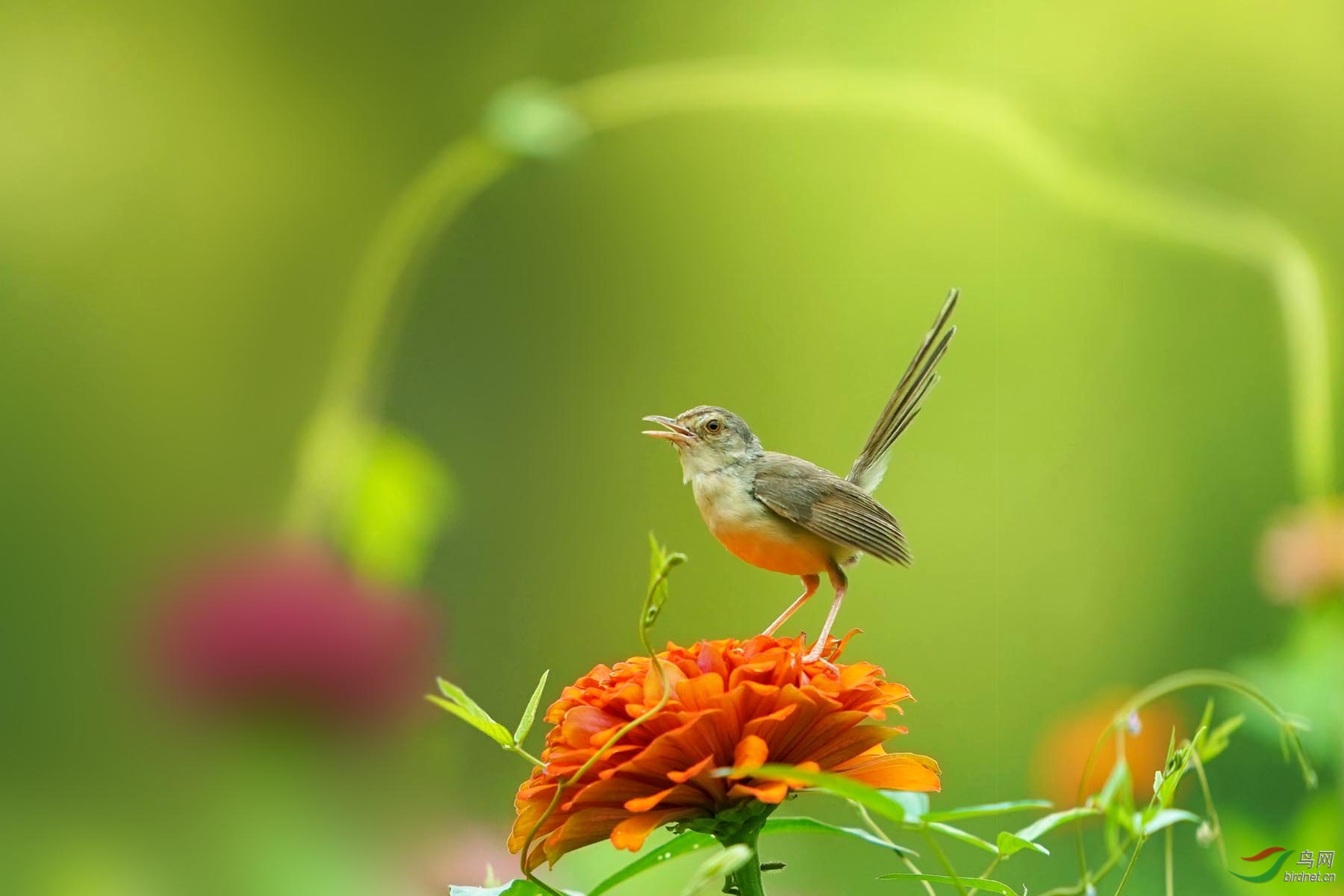 花鸟图