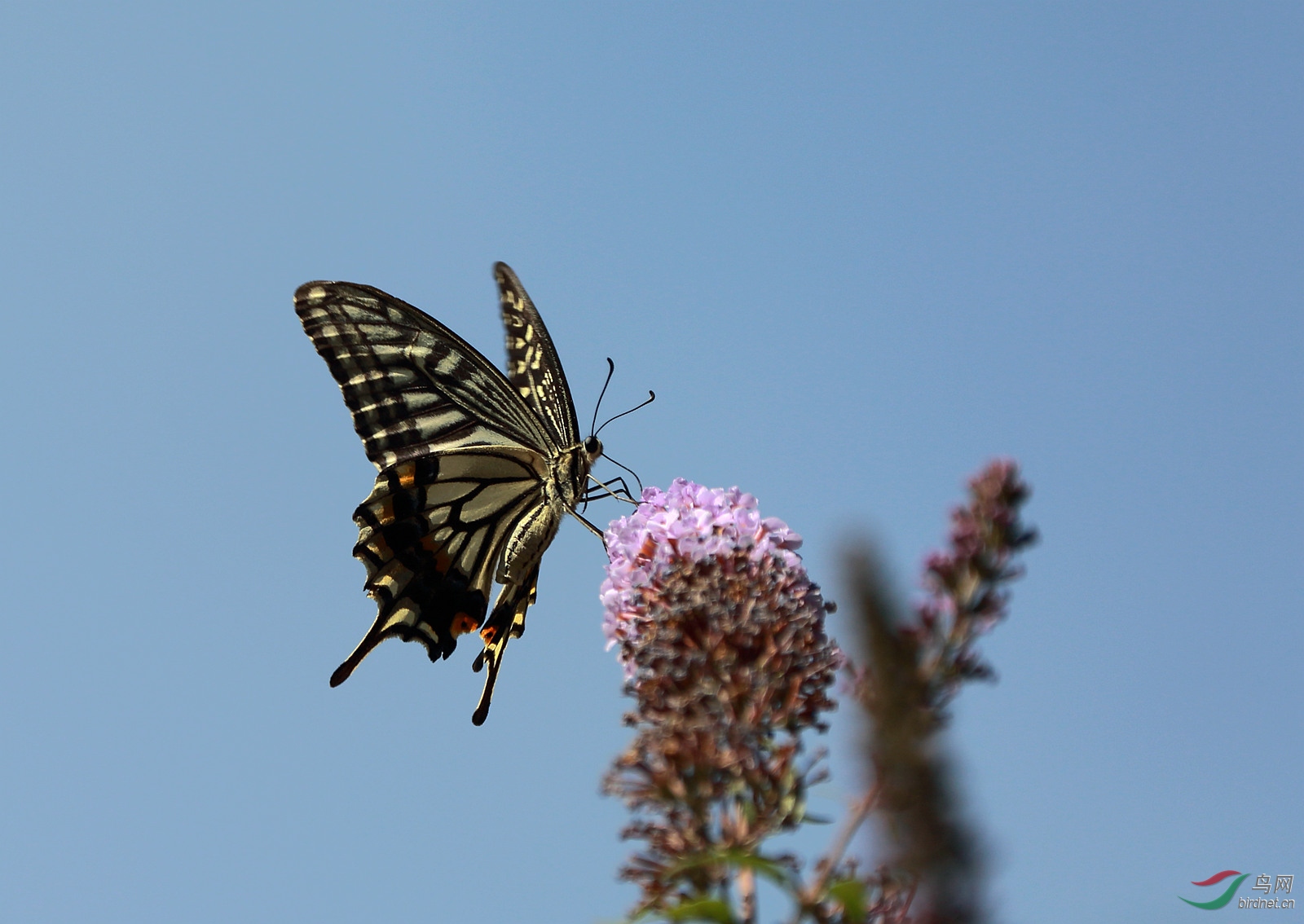 凤尾蝶 - 昆虫与微距 鸟网