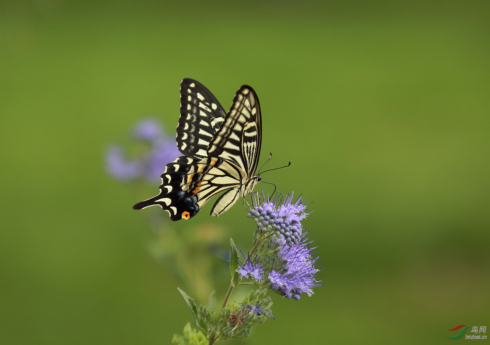凤尾蝶 - 昆虫与微距 鸟网