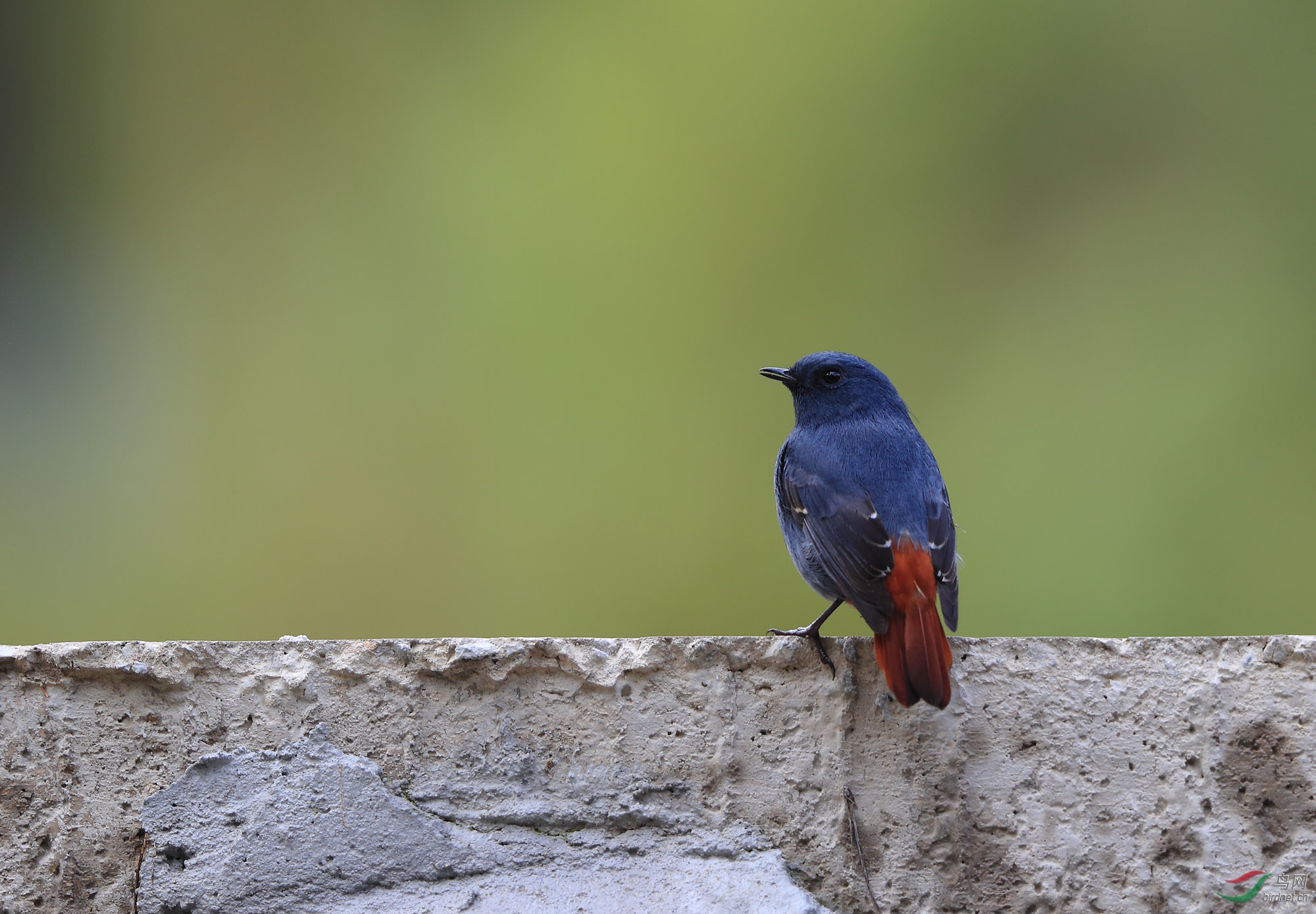 啼鸟——红尾水鸲(雄鸟)