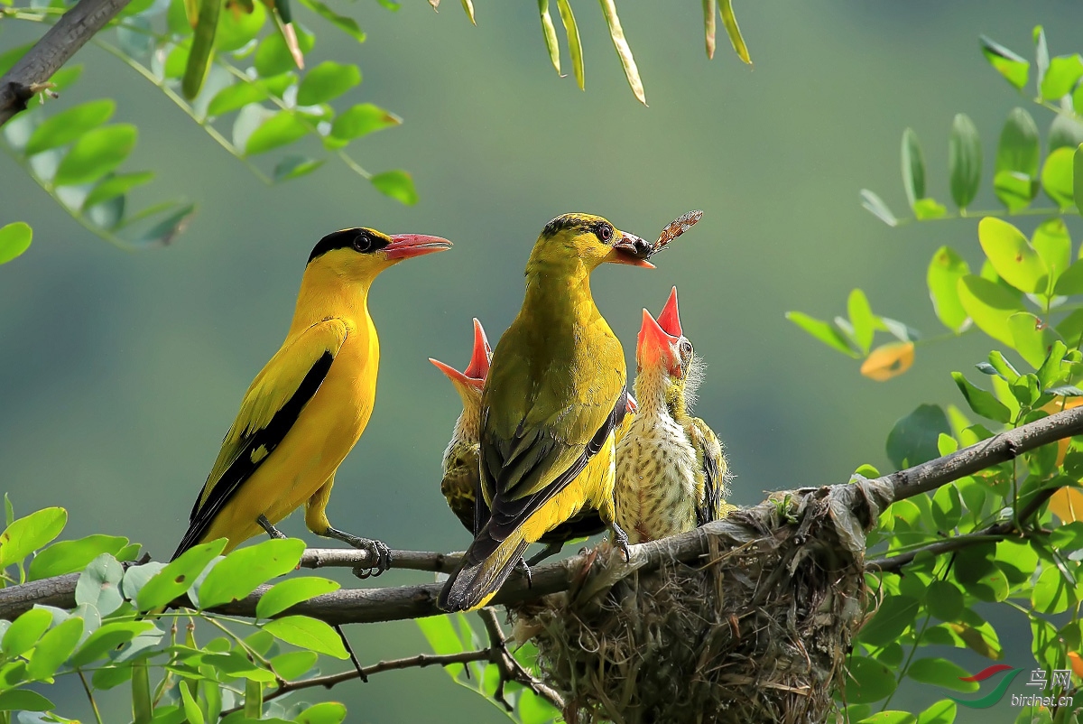 黄鹂鸟公母图片