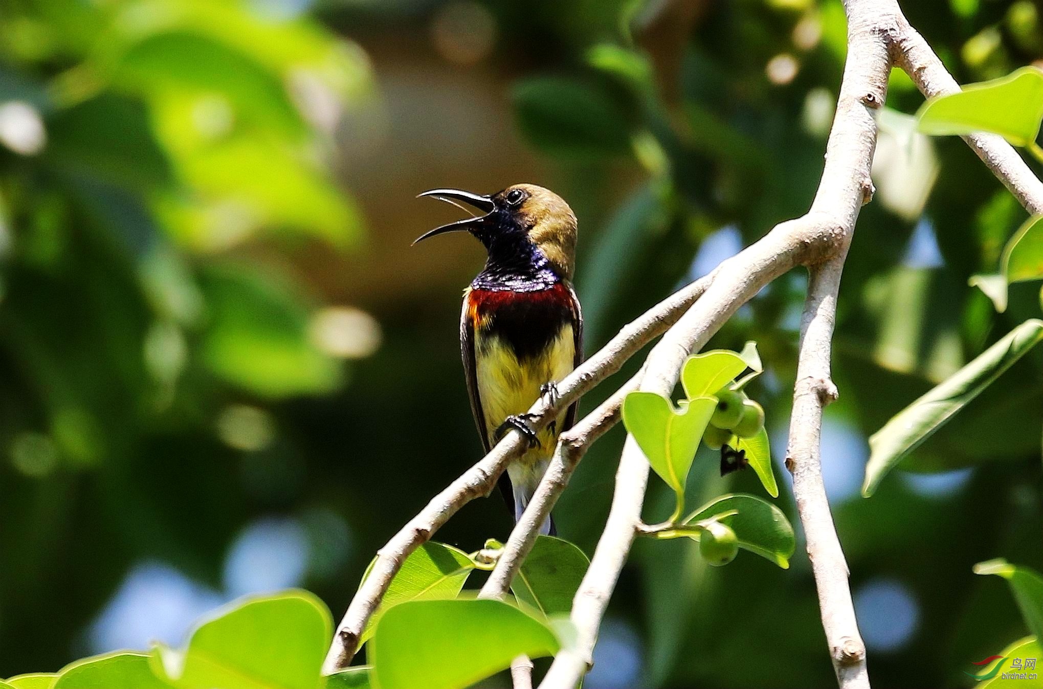 欢唱(红胸太阳鸟)