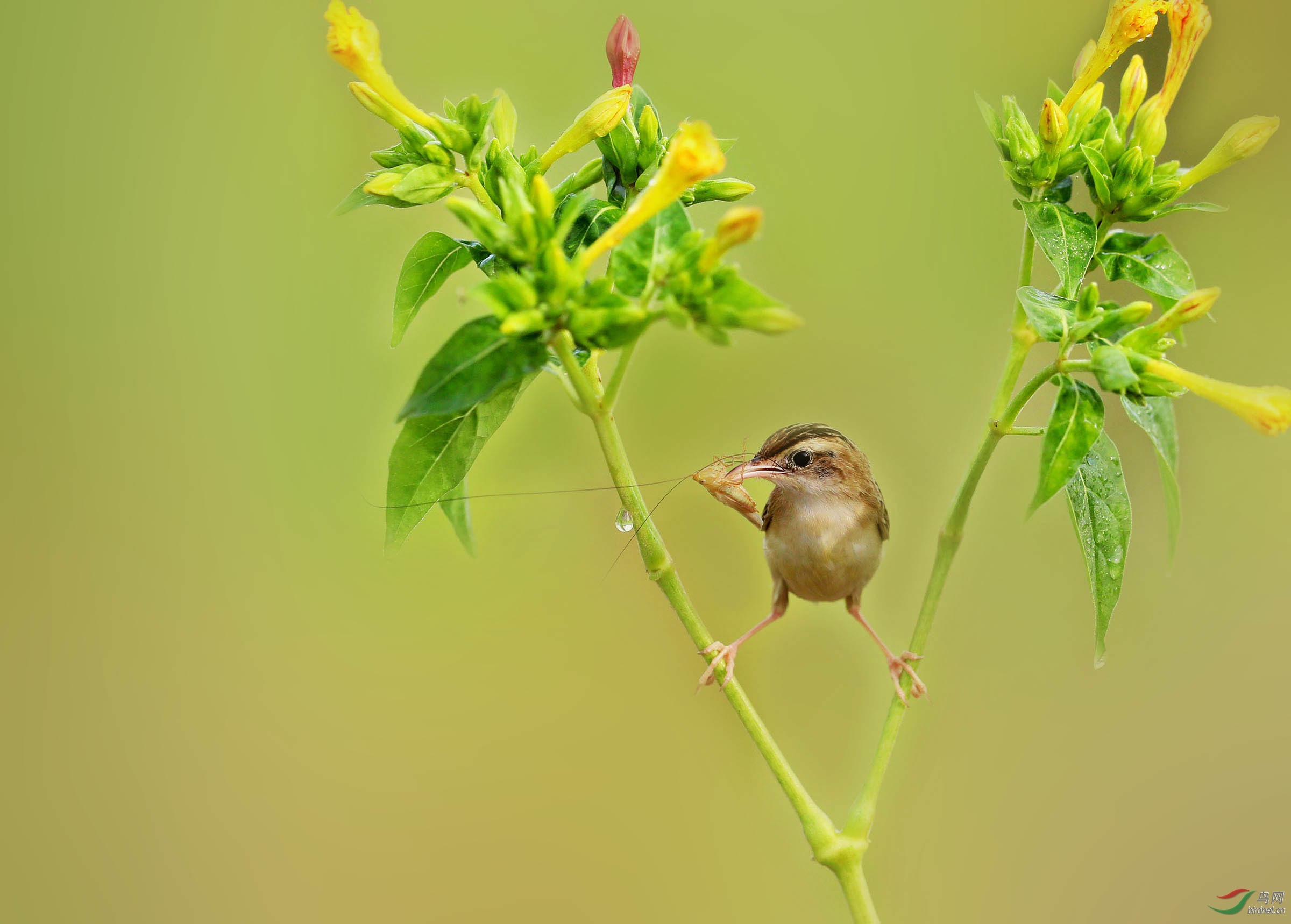 会劈叉的小苇莺