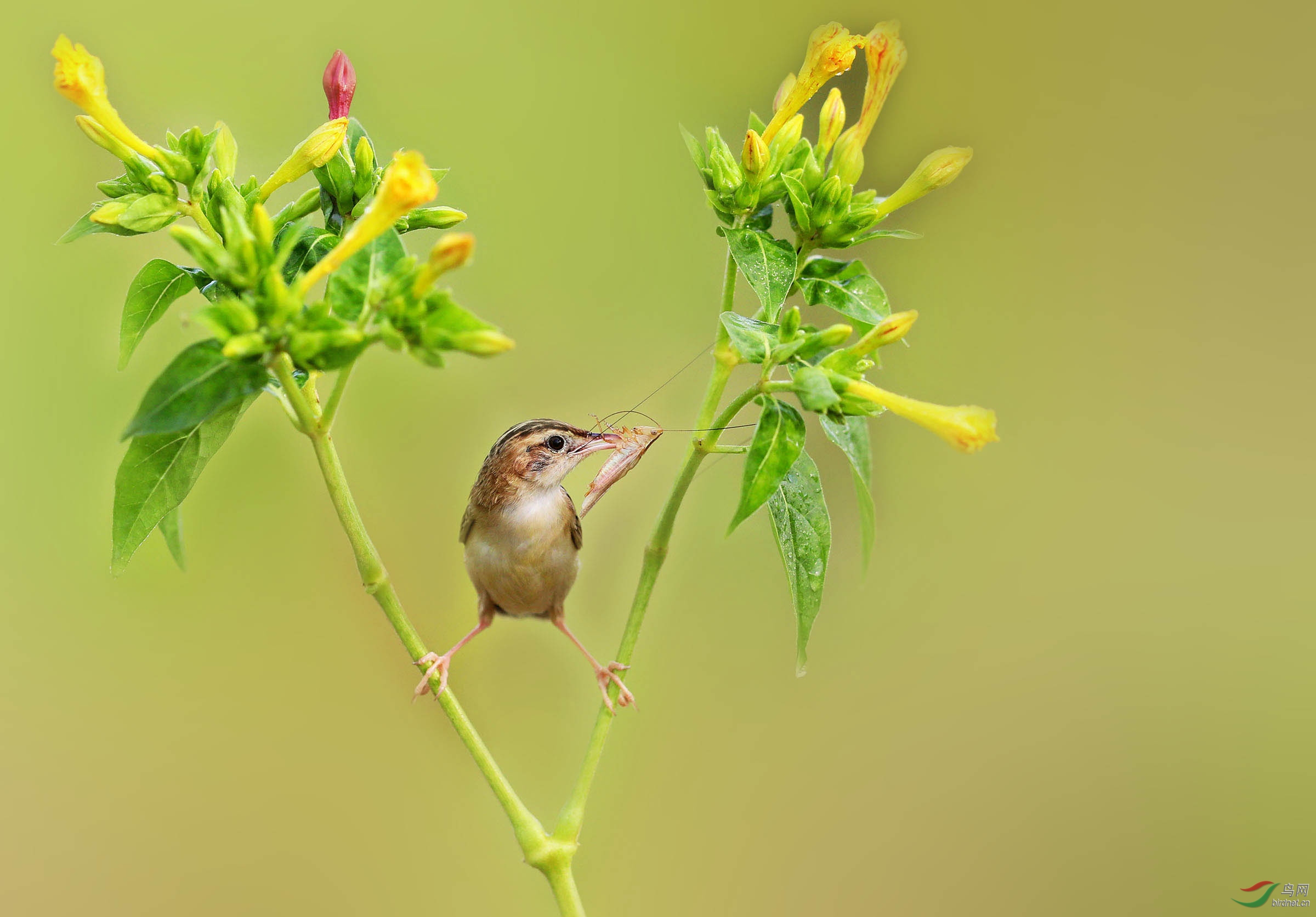 会劈叉的小苇莺