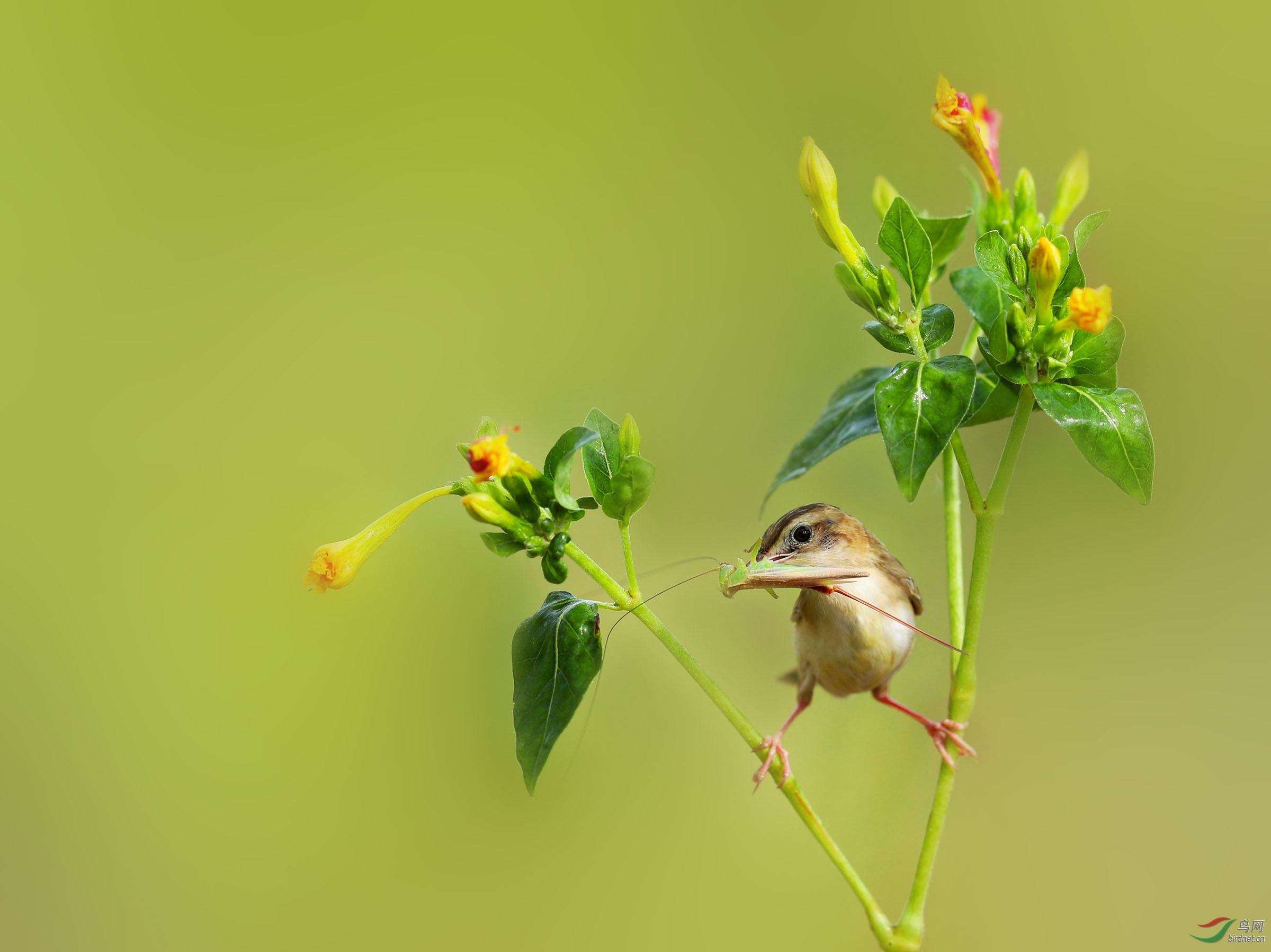 会劈叉的小苇莺
