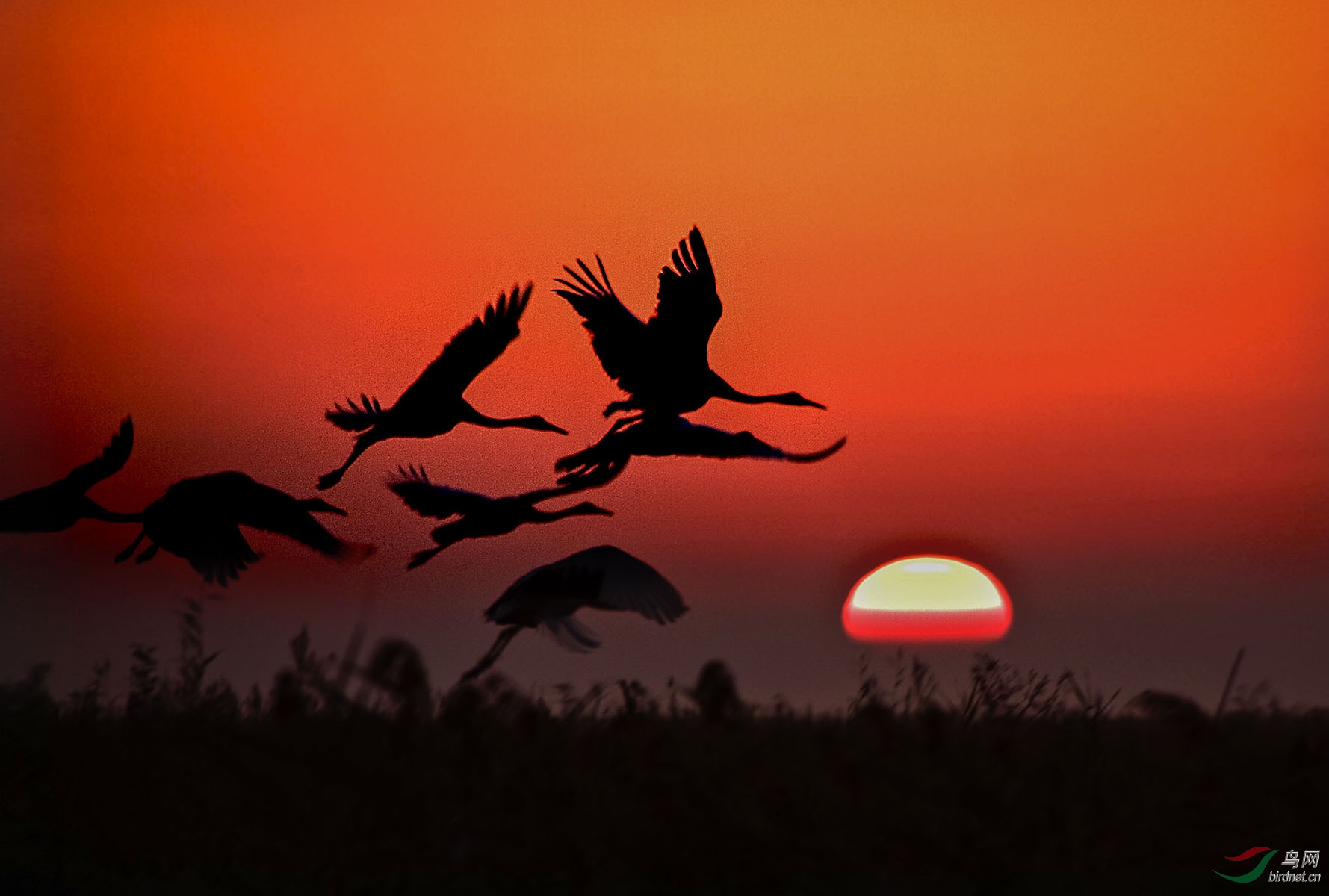 旭日东升群鹤飞