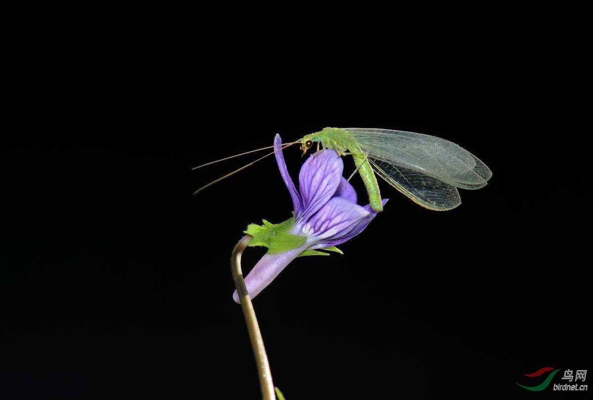紫丁花上的草蛉