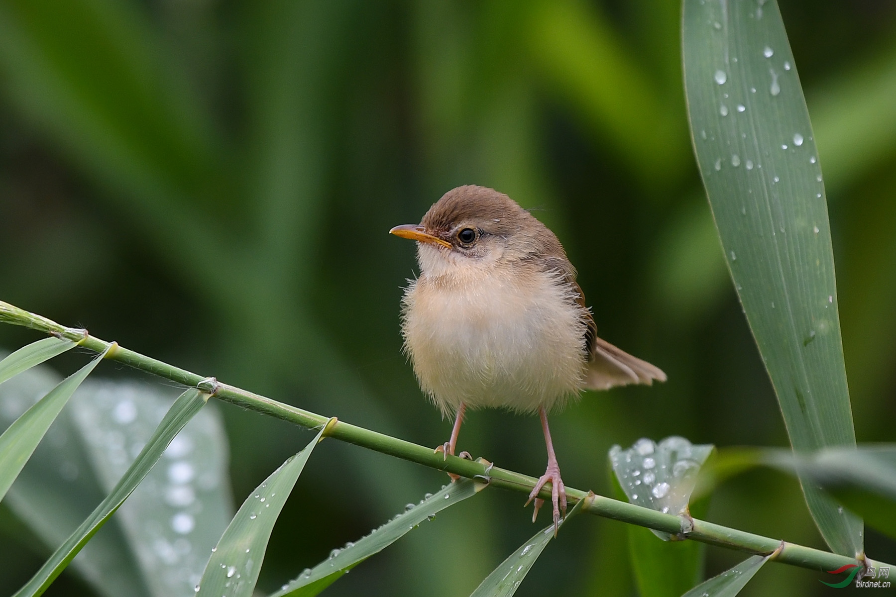 小小鹪莺萌萌哒