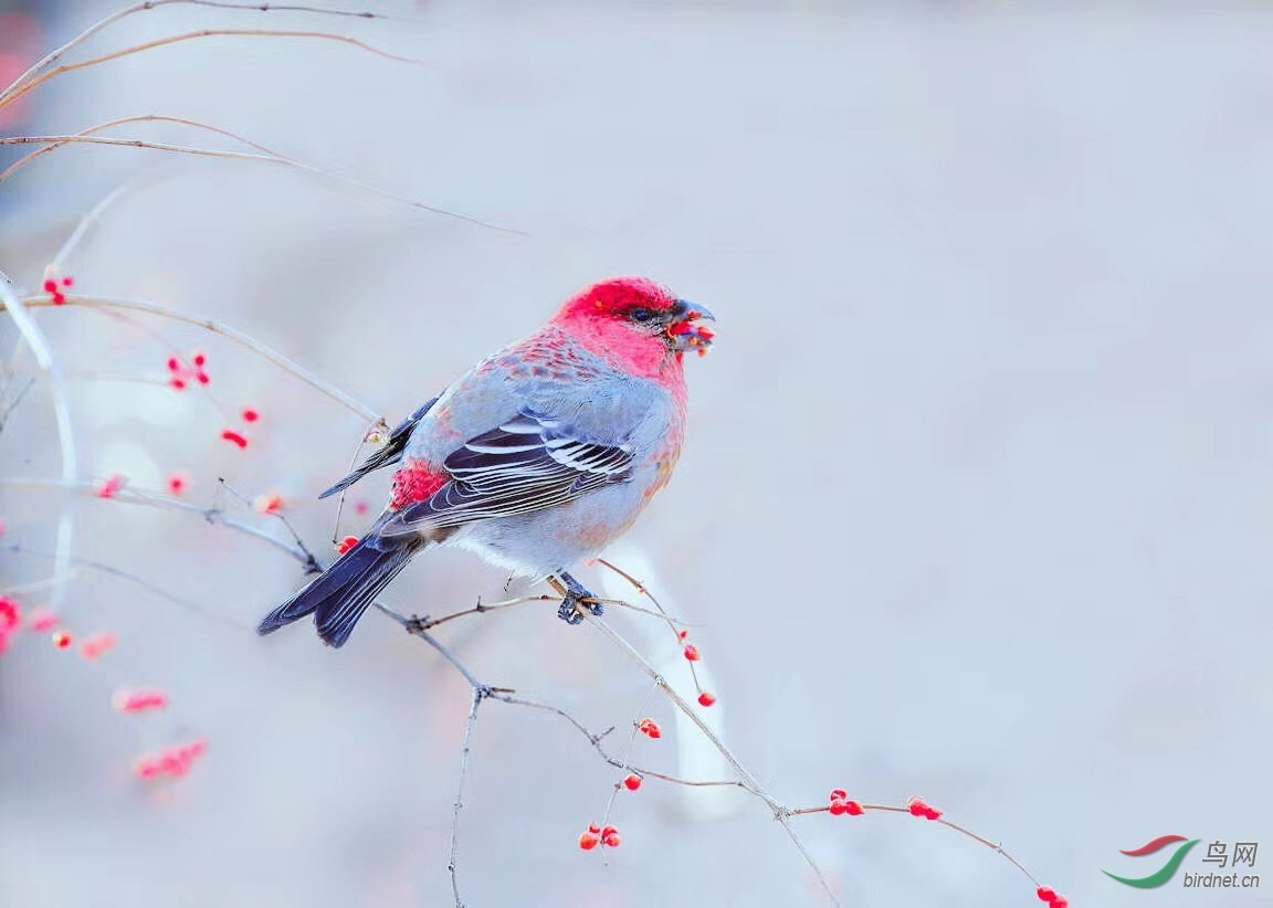 雪后的松雀荣获首页鸟类精华