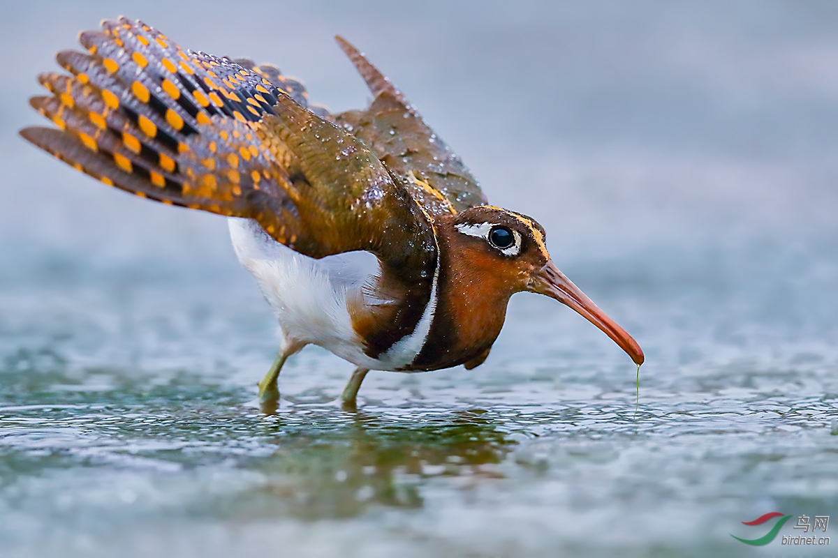 彩鹬(荣获首页鸟类精华)