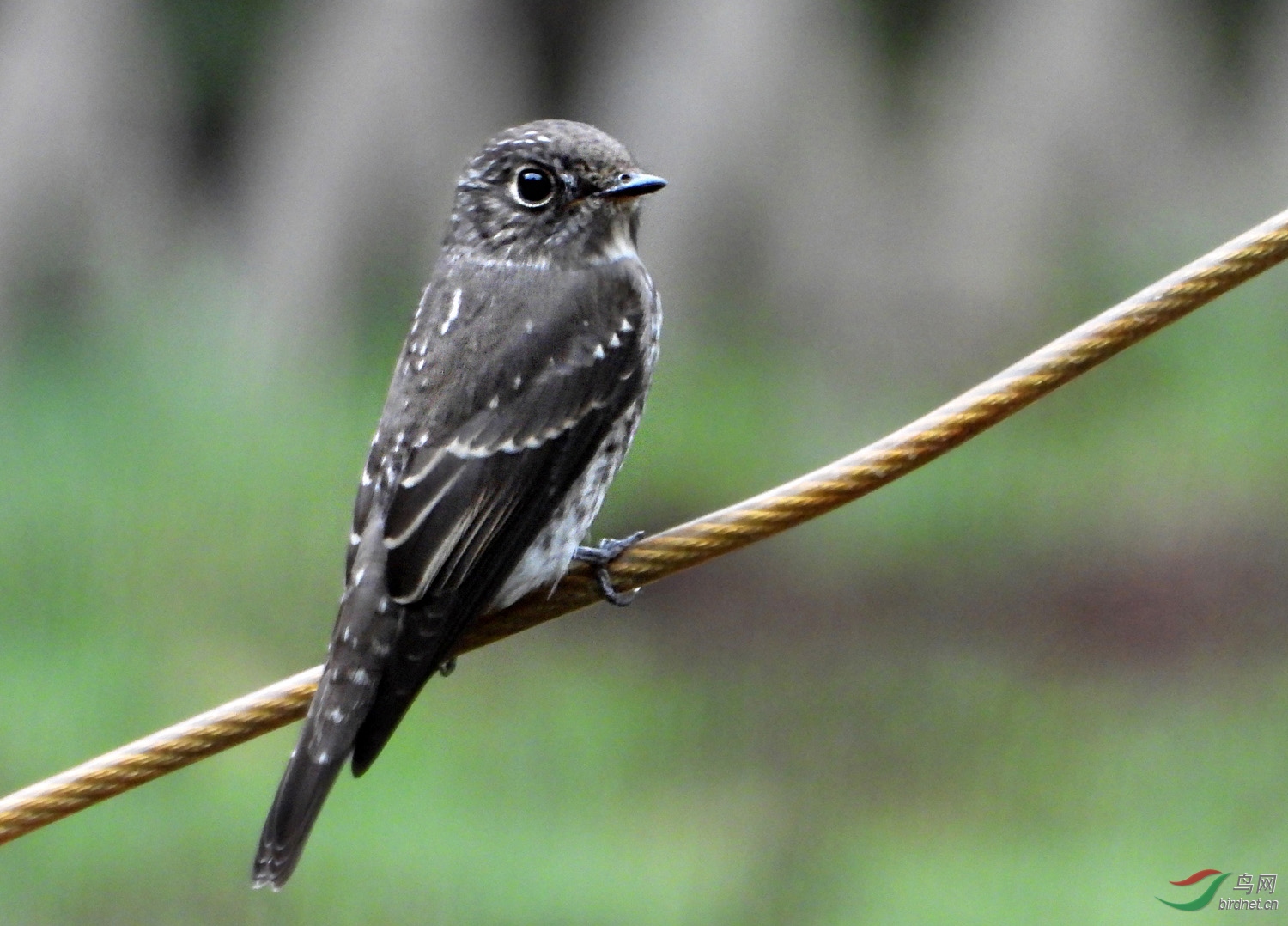 DSCN1528 ����2.jpg