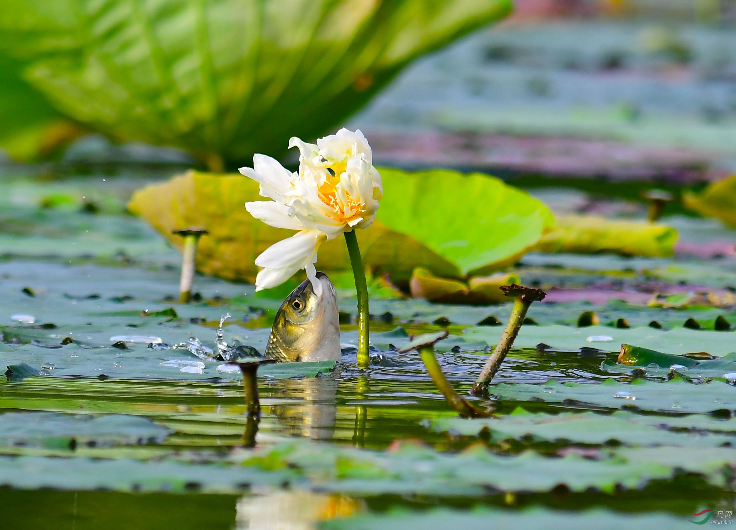 草鱼吃荷花