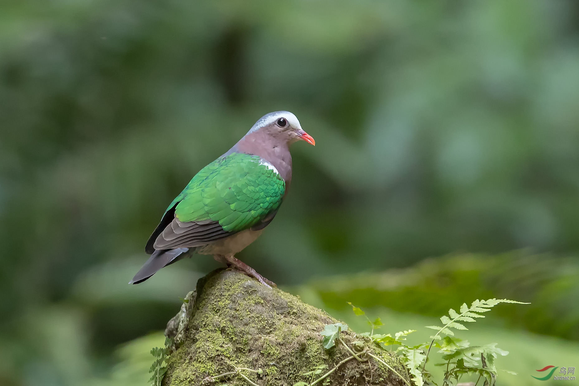绿翅金鸠001.jpg