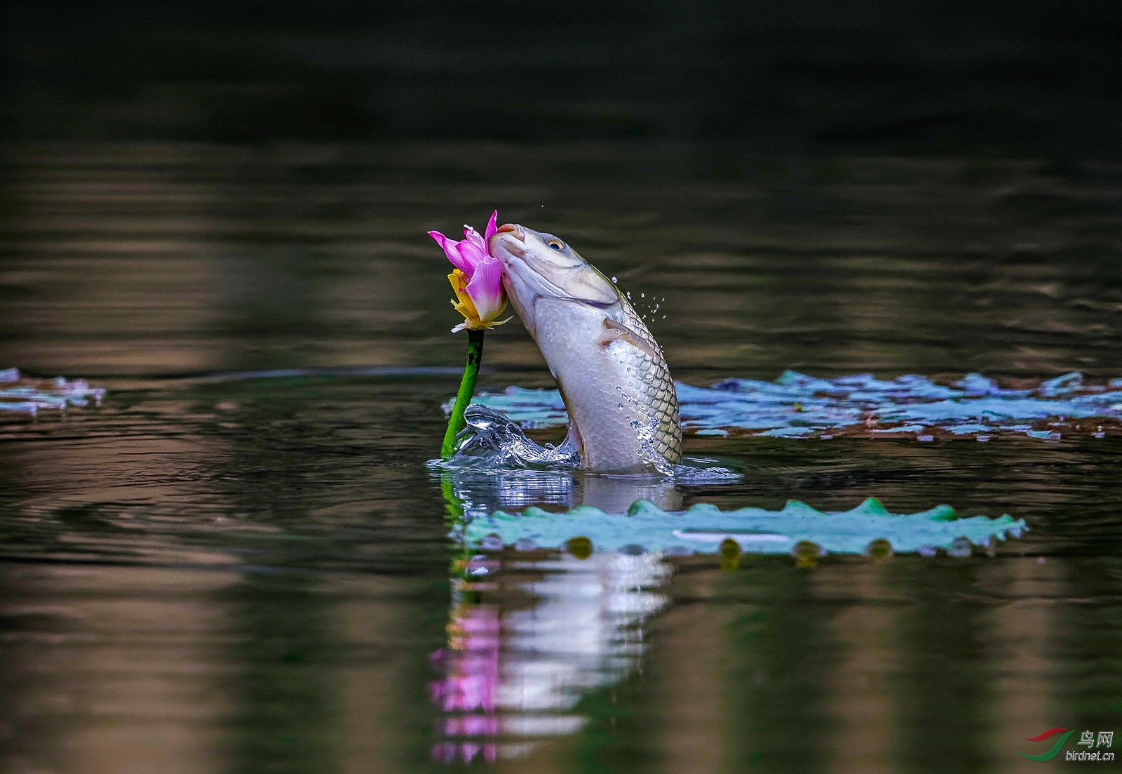 鱼跃人欢,情满中秋