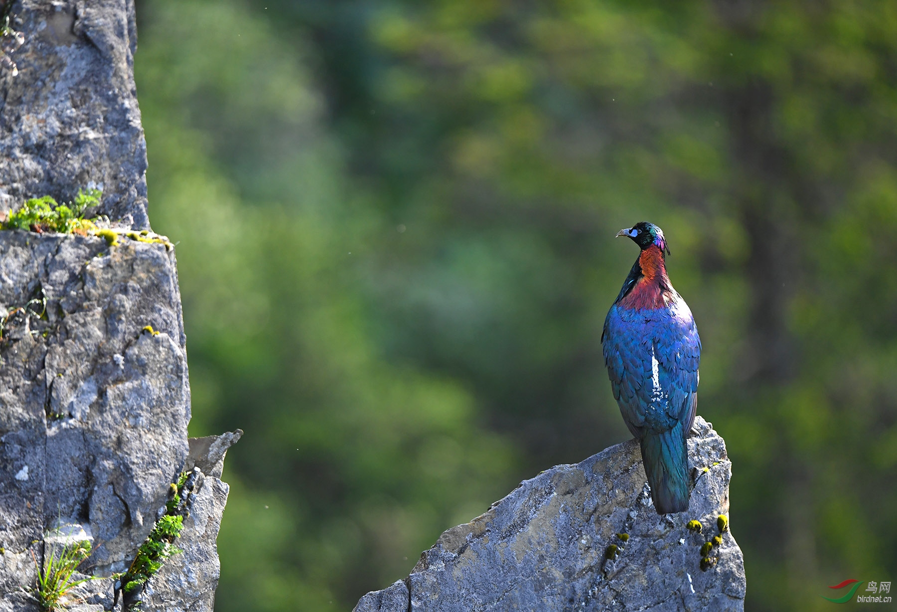 祝鸟友们中秋快乐!(绿尾虹雉)
