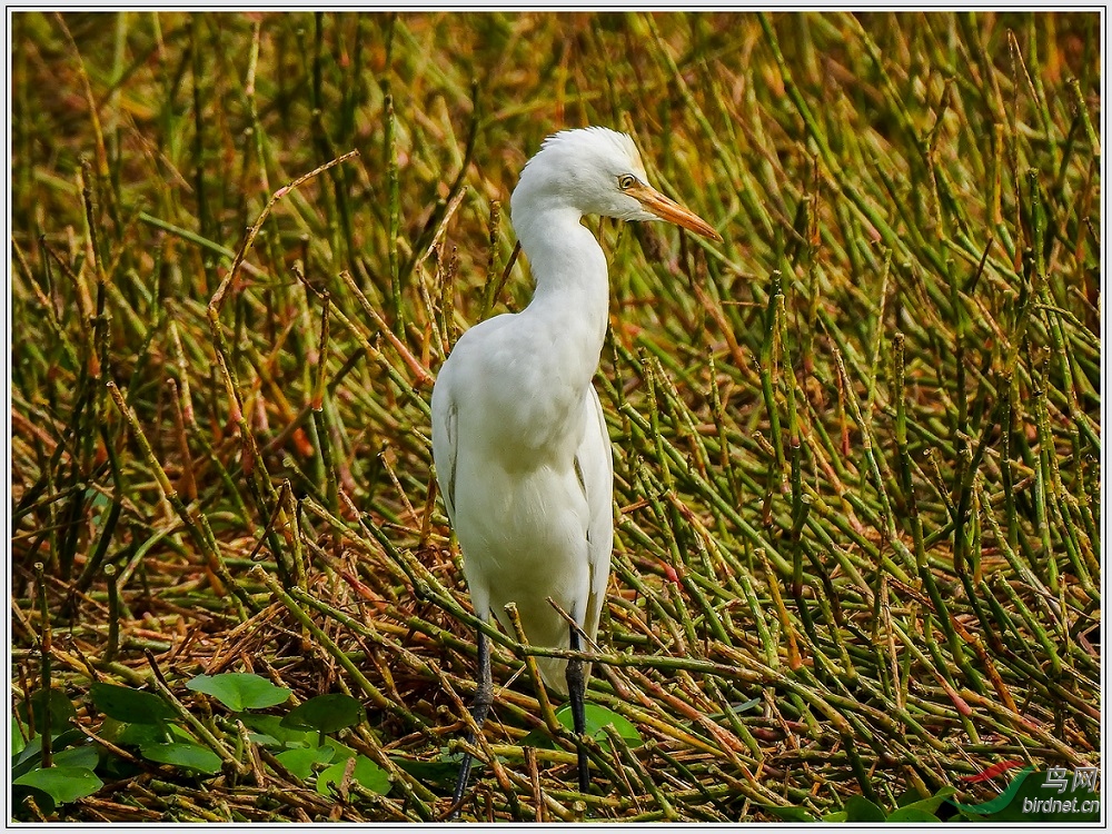 δ��ɫ�������ɫ��������������