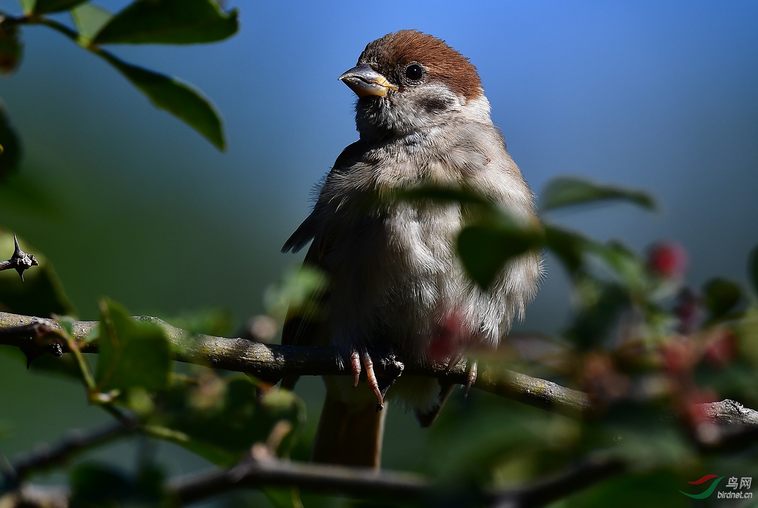 DSC_6264.jpg