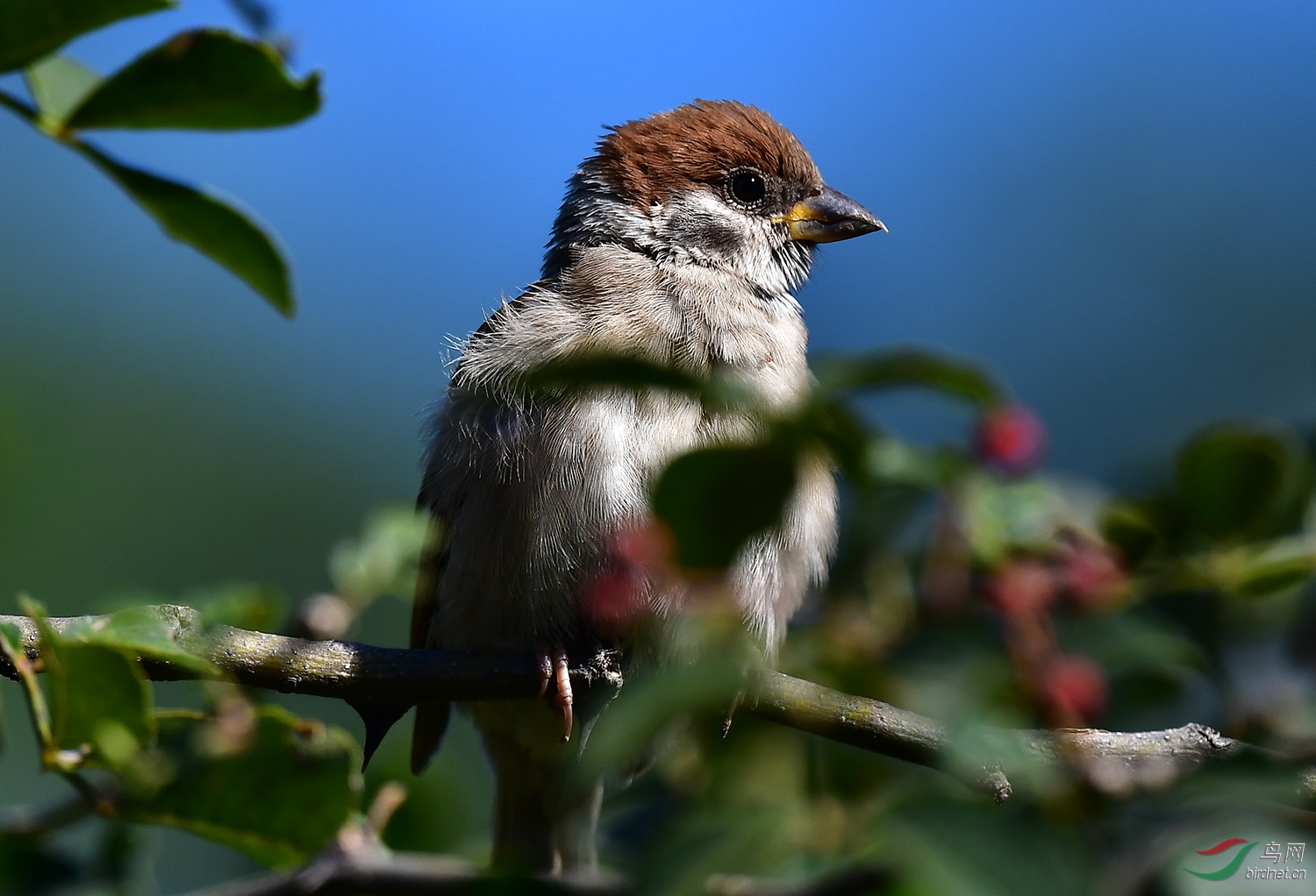 DSC_6285.jpg