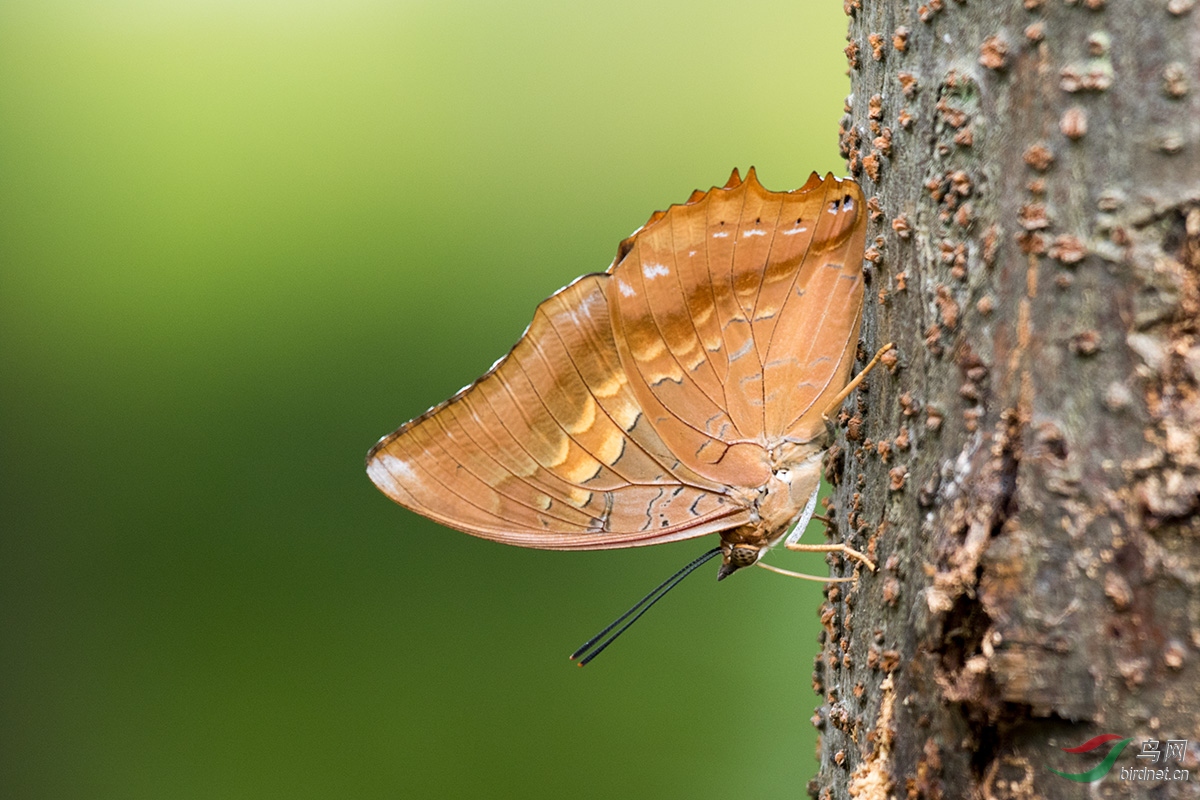 白带螯蛱蝶(祝网友中秋快乐!