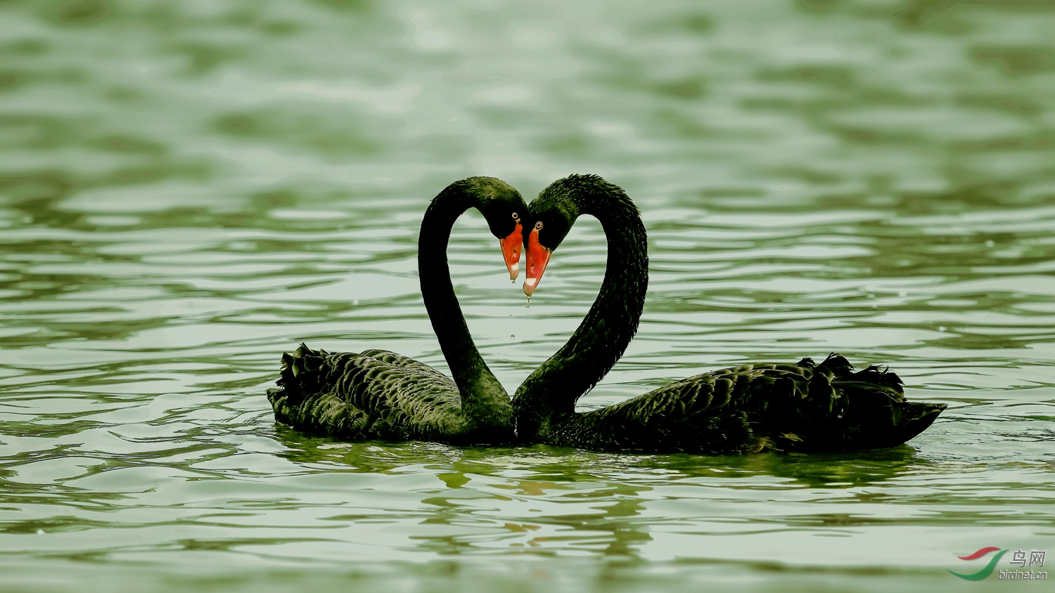 两情相悦,心相印(贺获鸟类精华)