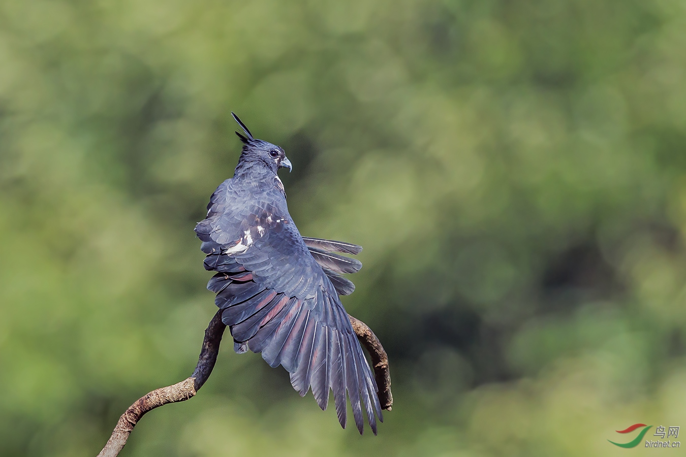 添砖加瓦——黑冠鹃隼