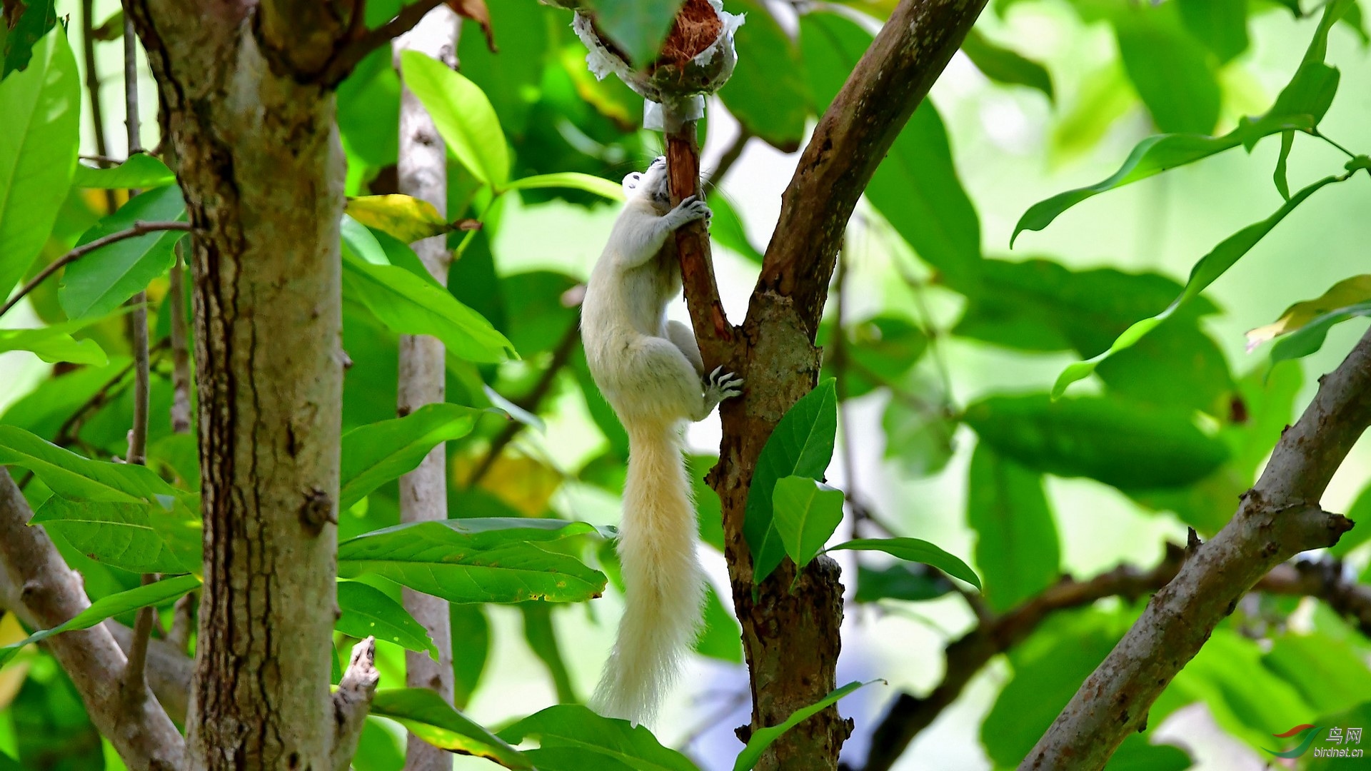 极为罕见的松鼠白背松鼠