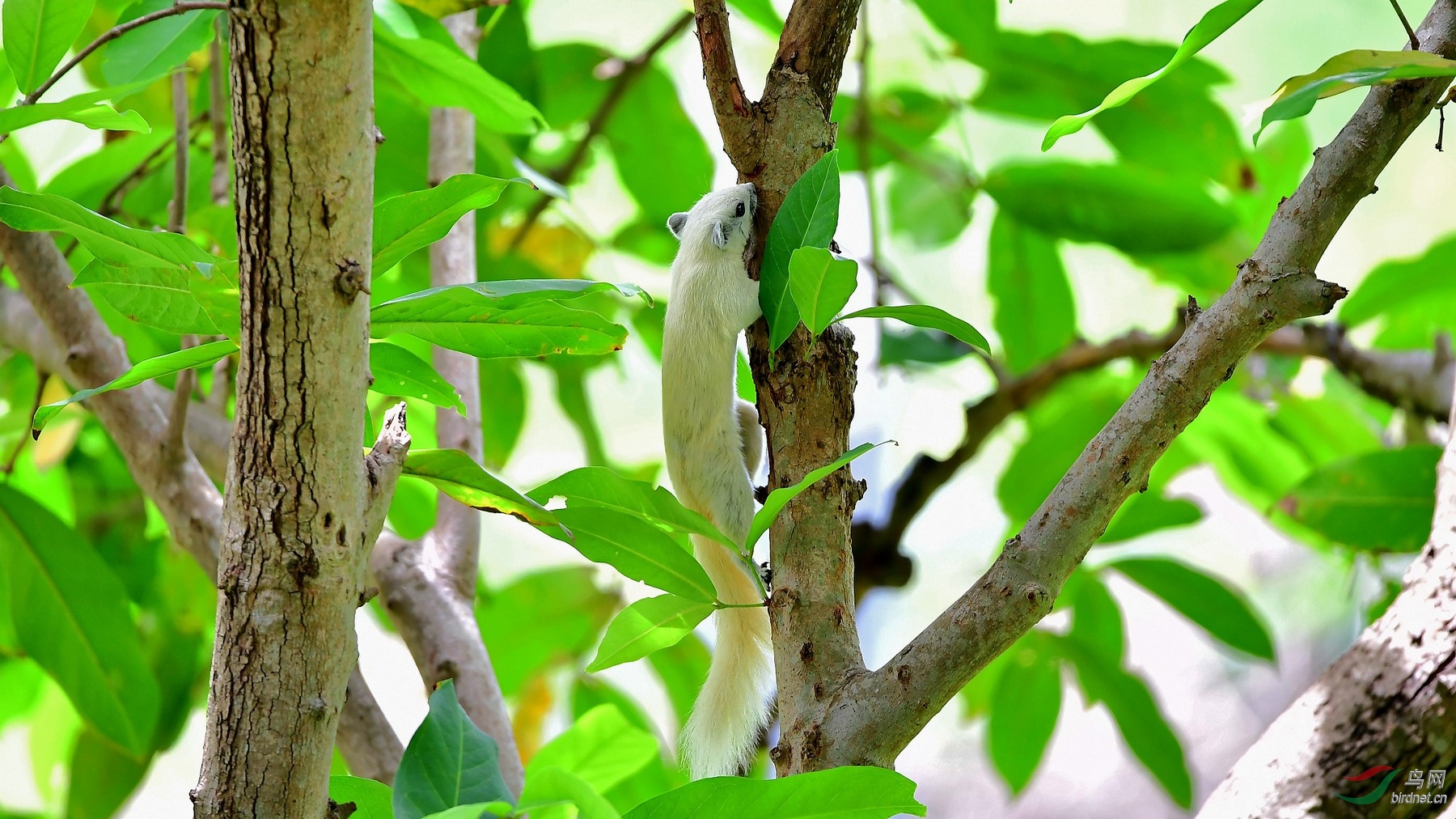 极为罕见的松鼠白背松鼠