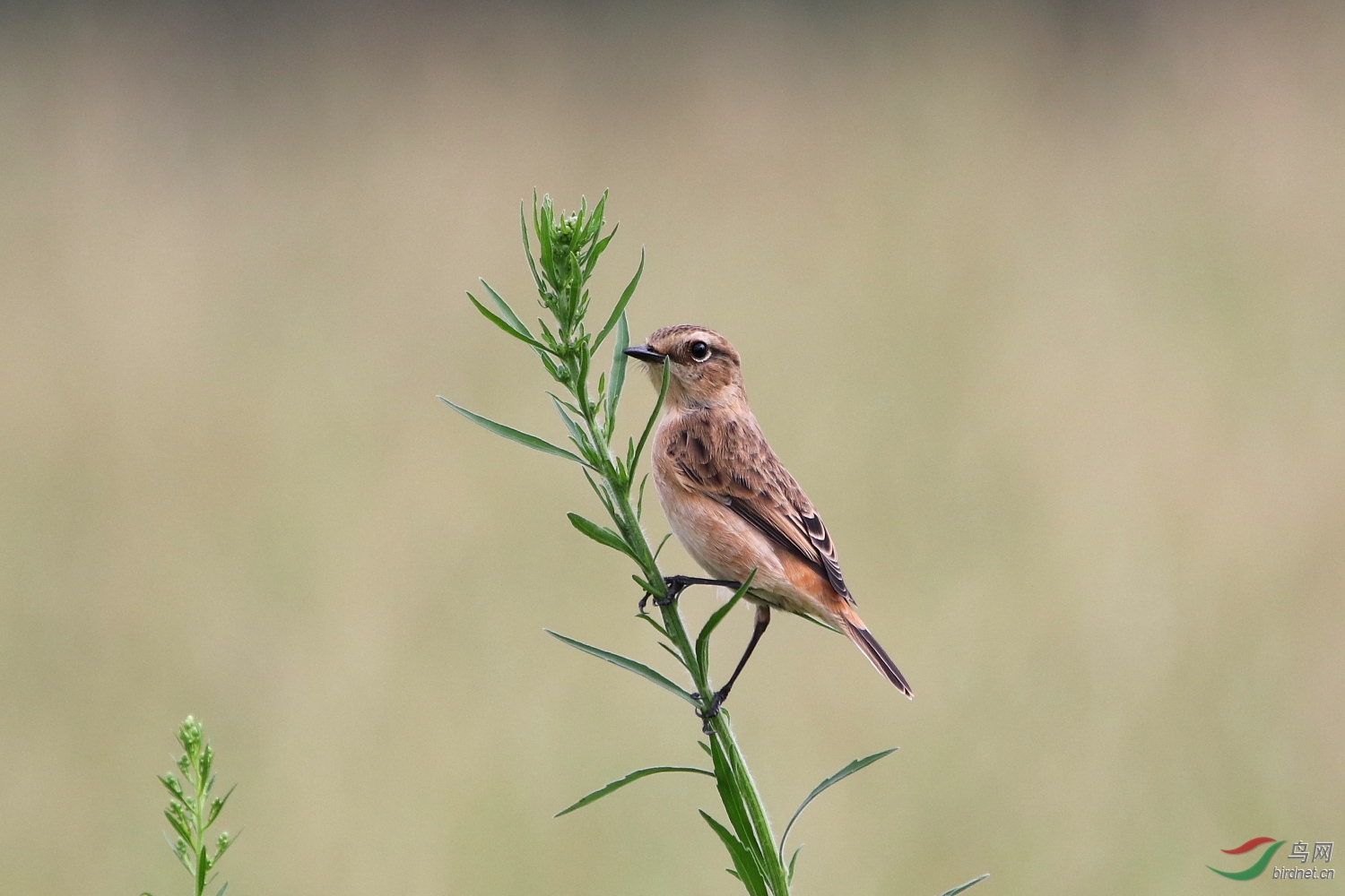 20�״������ֻʣ25%���