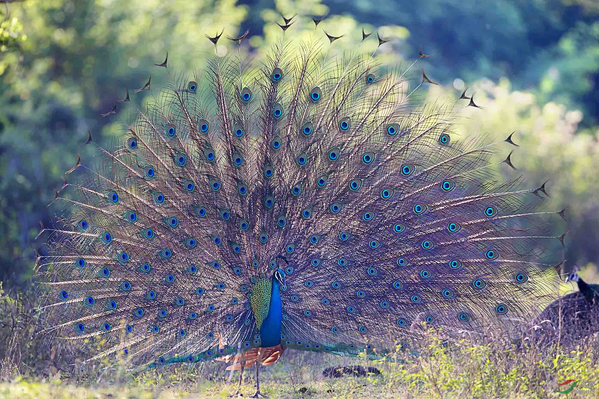 斯里兰卡绿孔雀