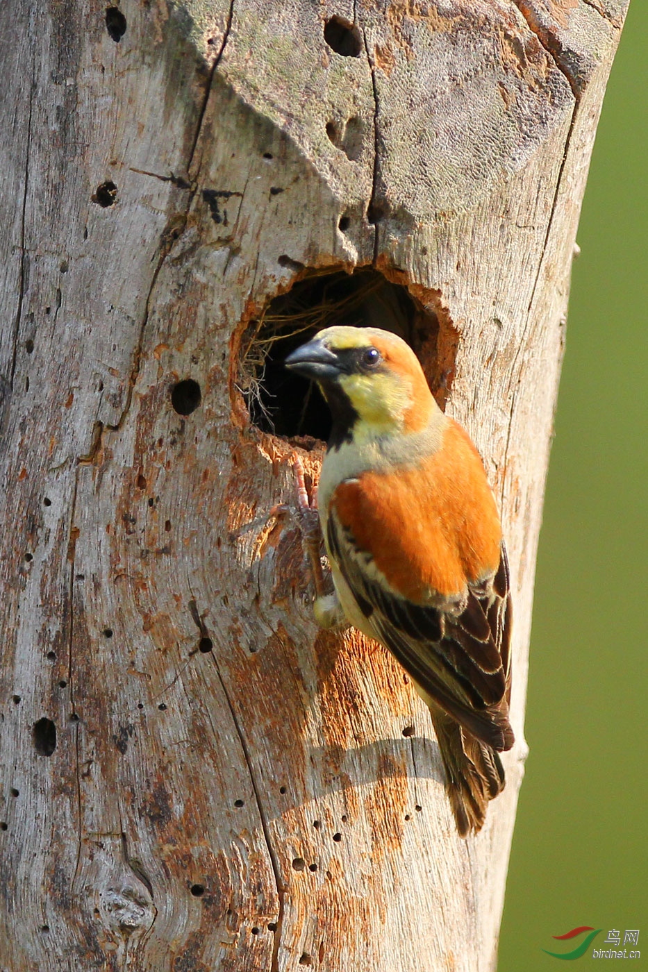 黄腹麻雀 - 江西版 jiangxi 鸟网