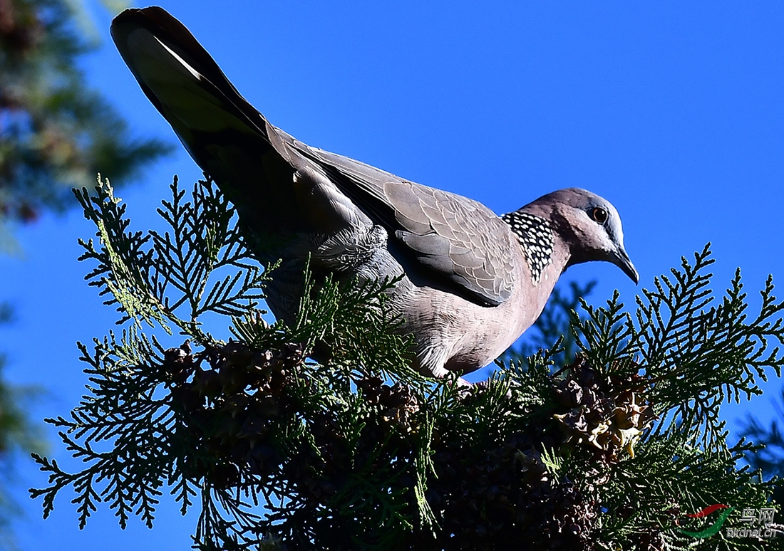 DSC_6304.jpg