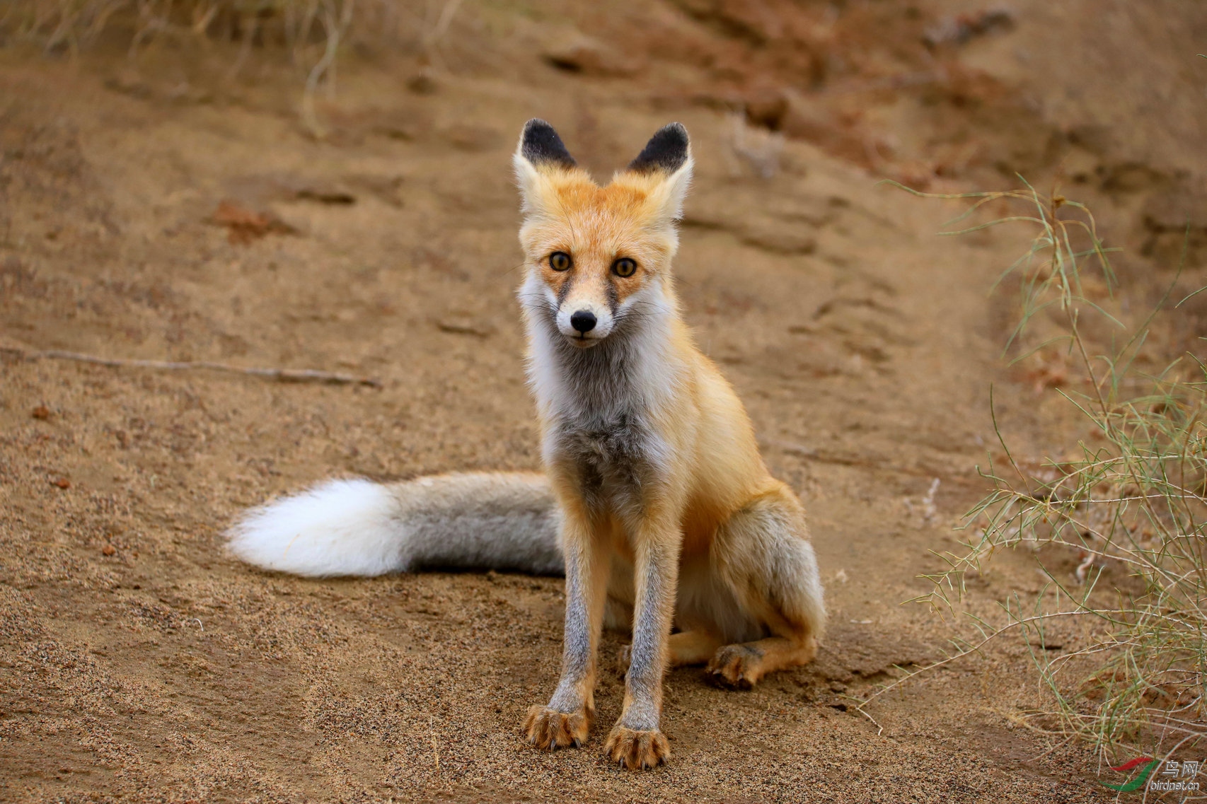 沙漠之狐