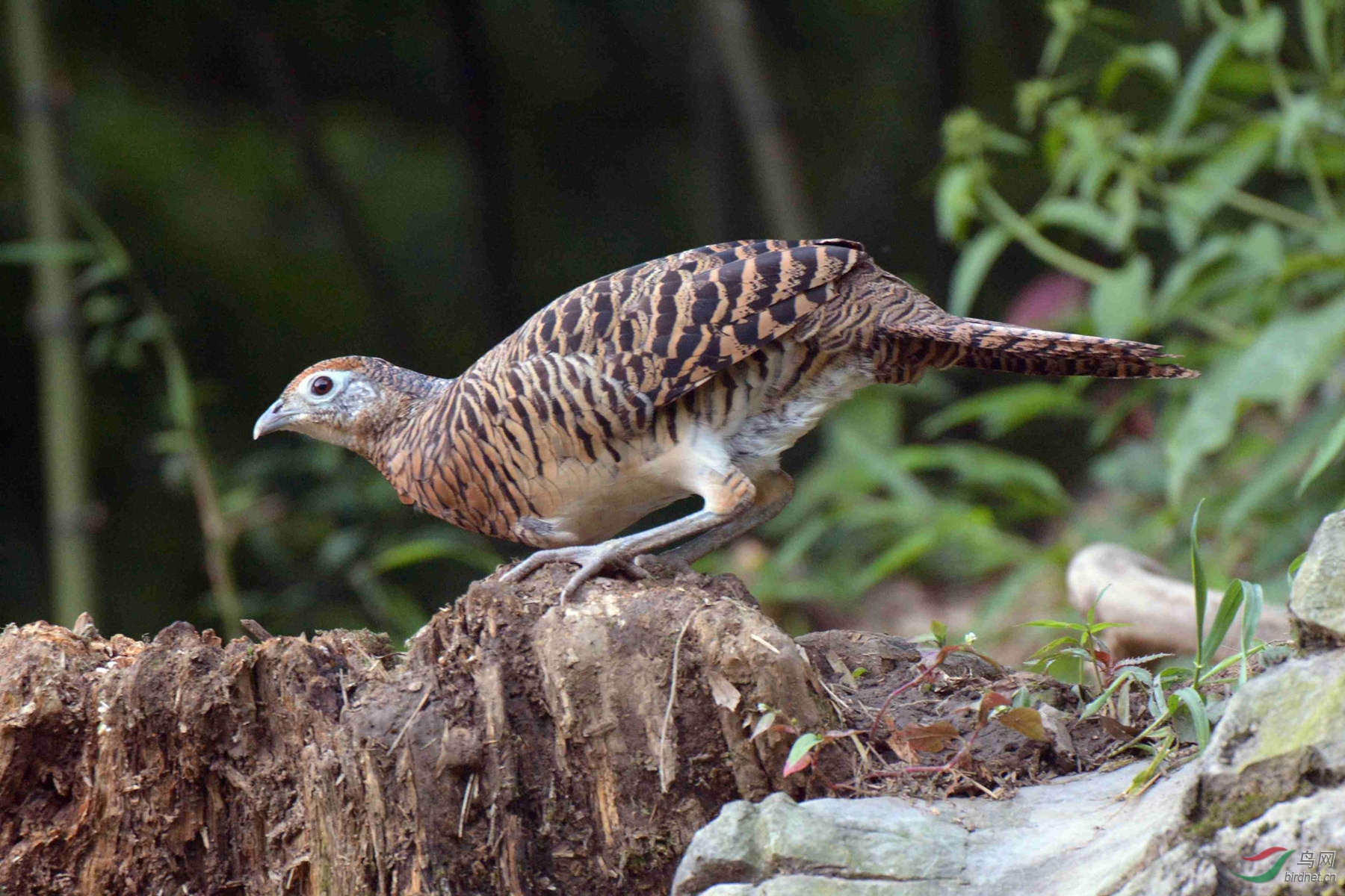 白腹锦鸡(雌鸟)