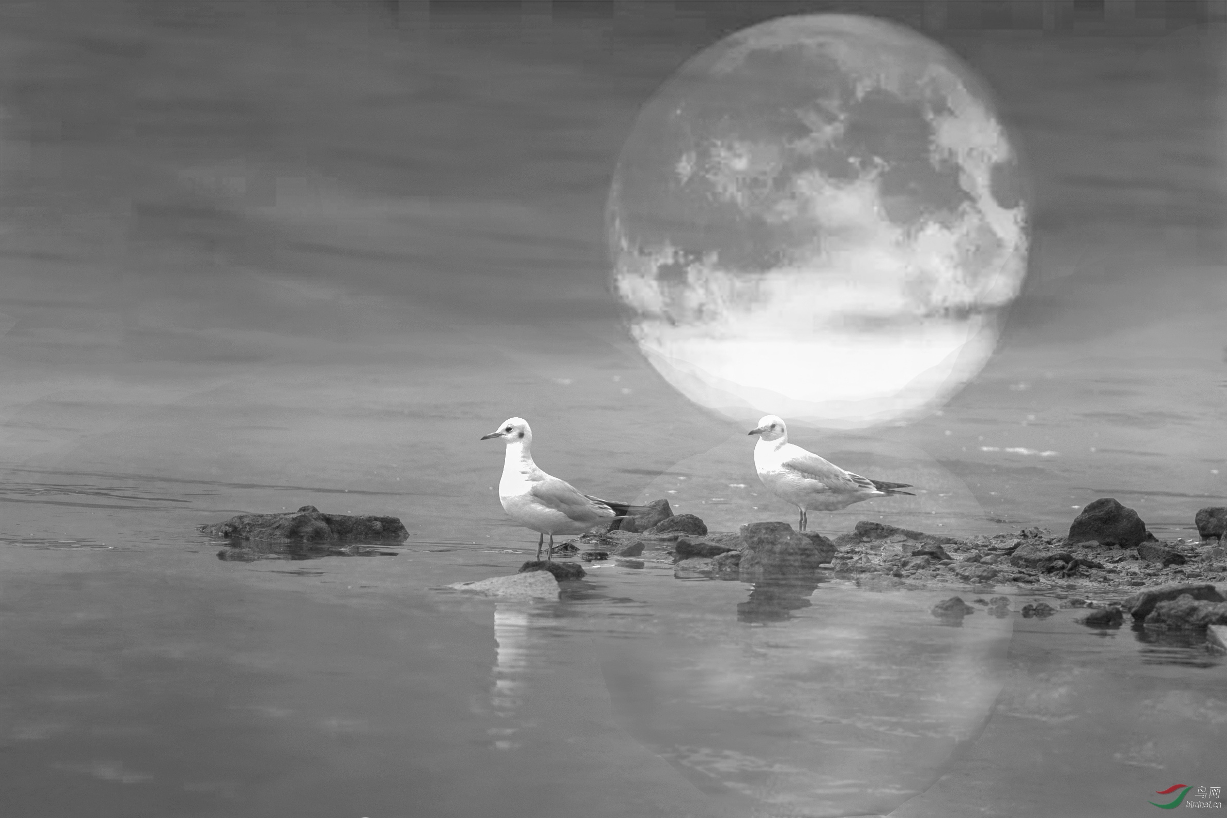 淘帖  点赞  微信