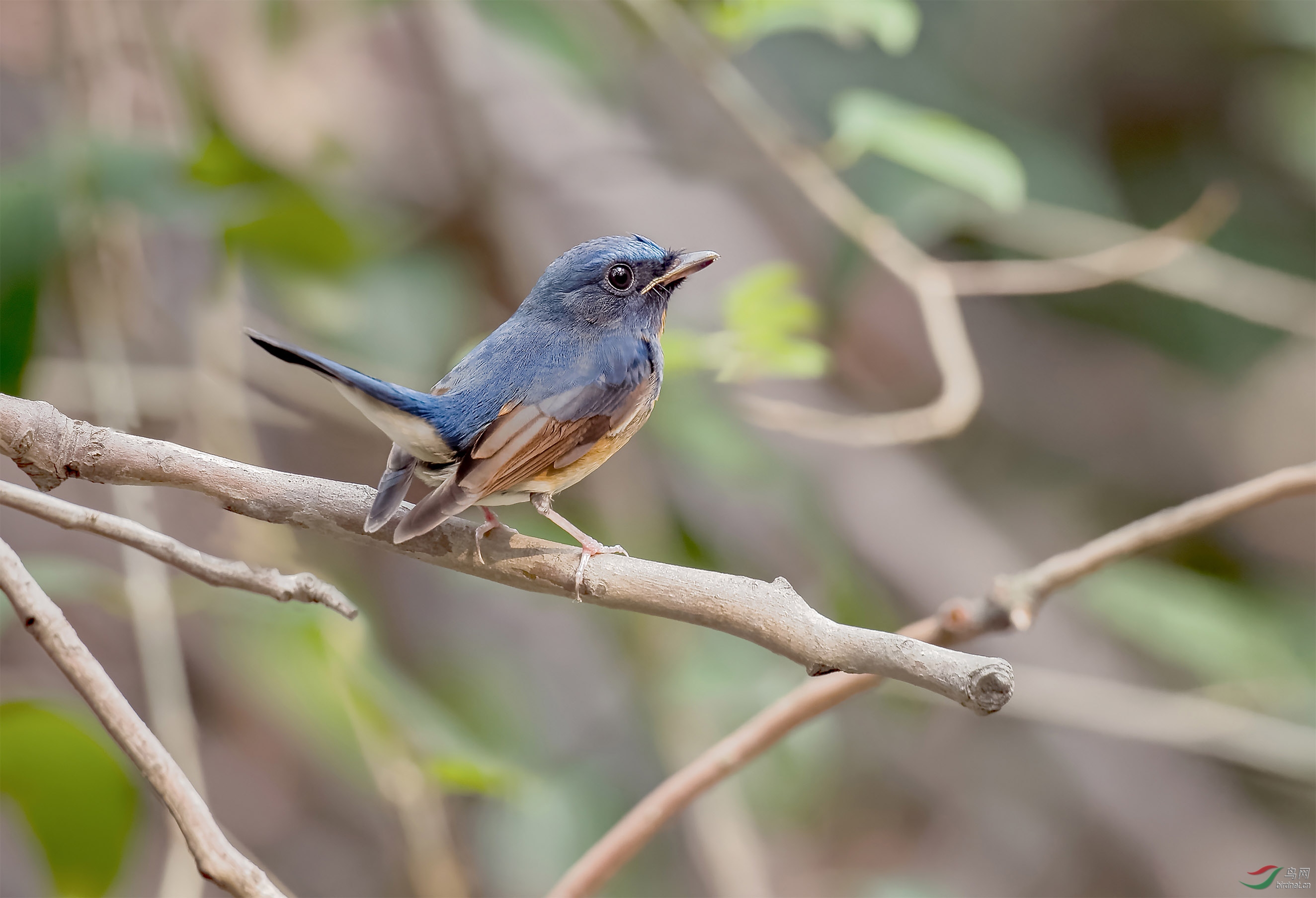 翘尾巴的中华仙鶲