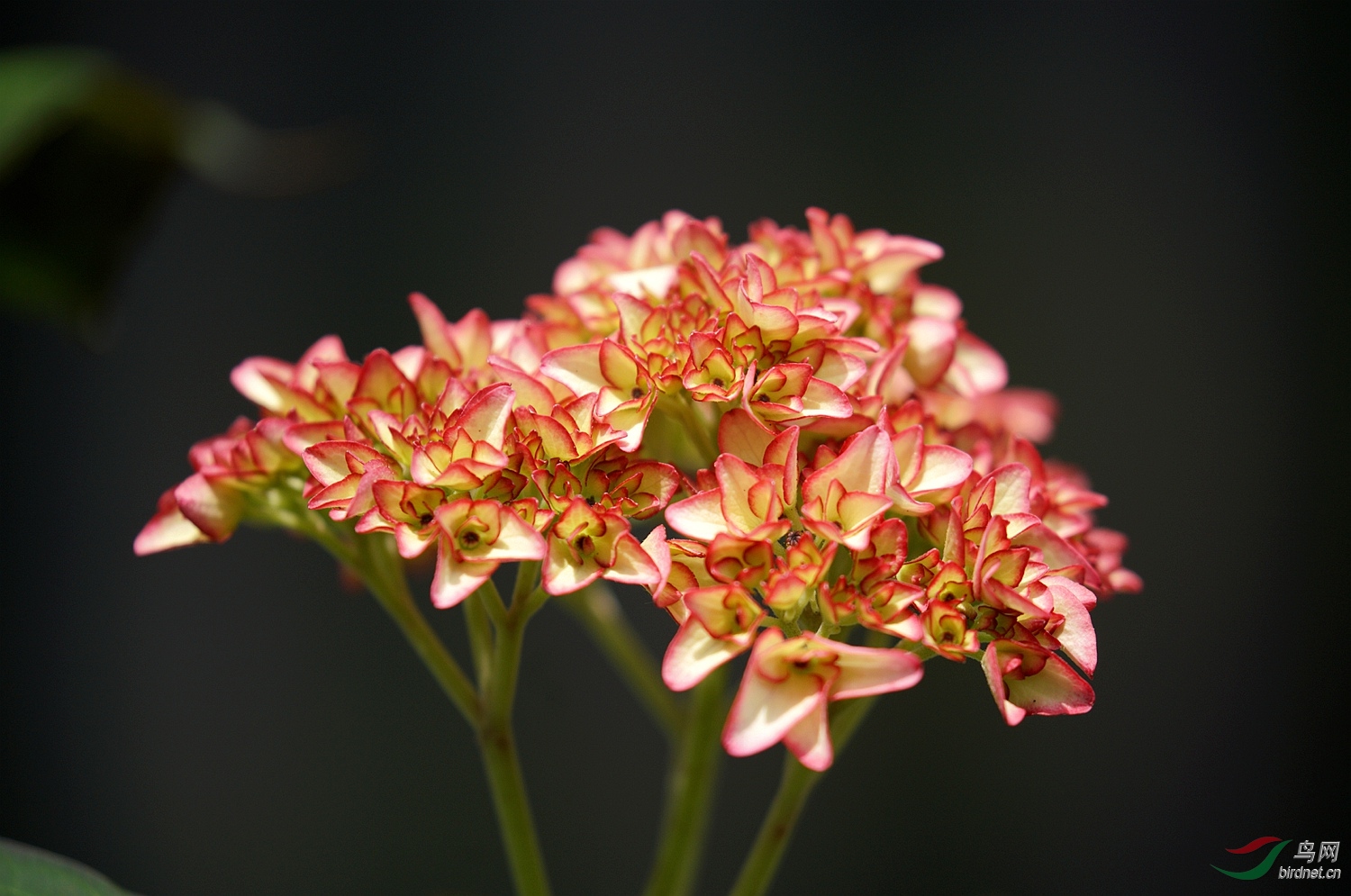 绣球花塞布丽娜