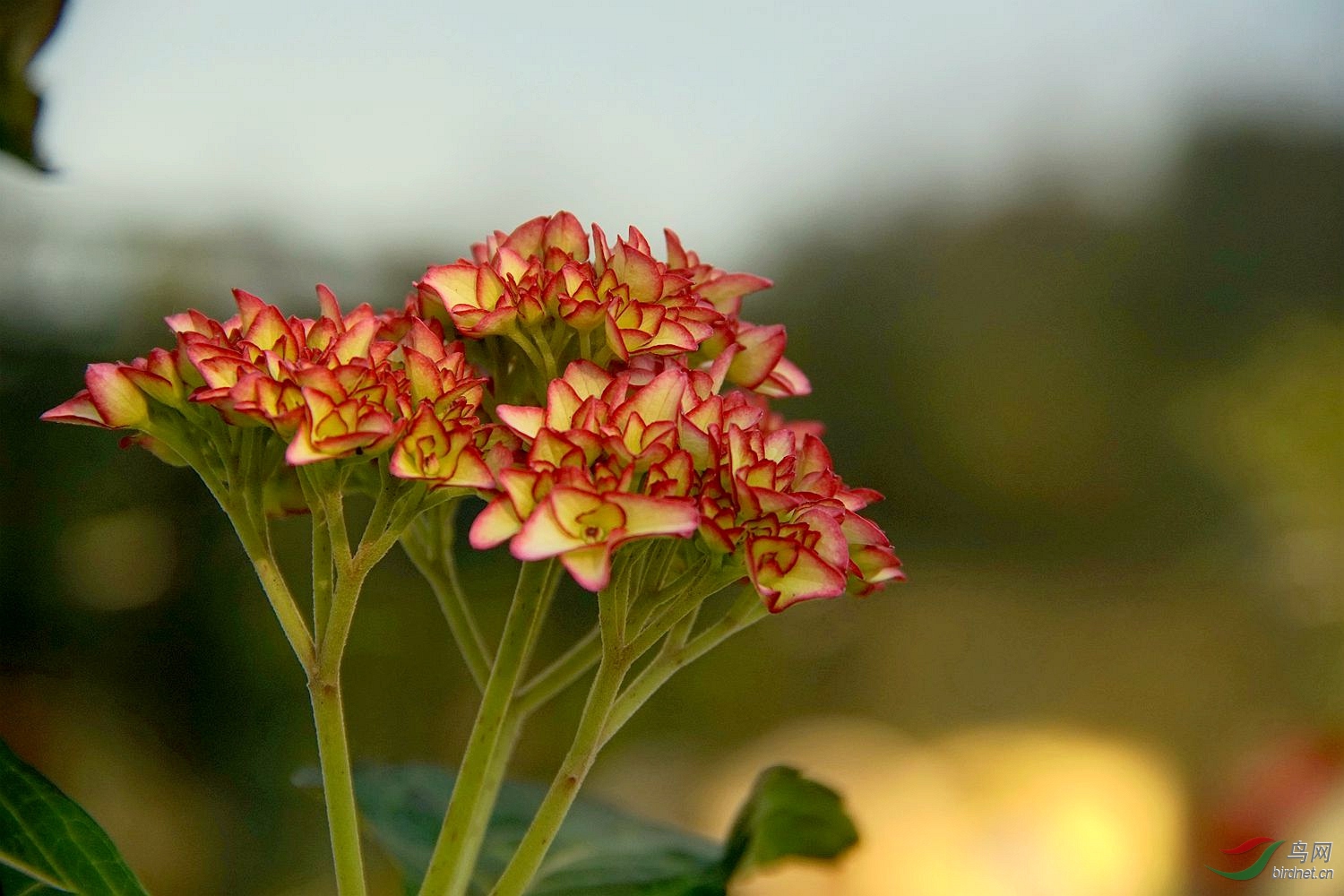 绣球花塞布丽娜