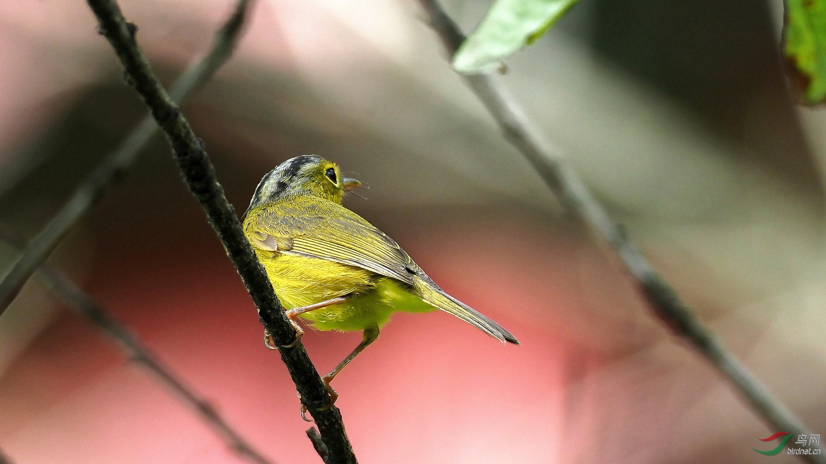 川大天使林中的小天使——金眶鹟莺!