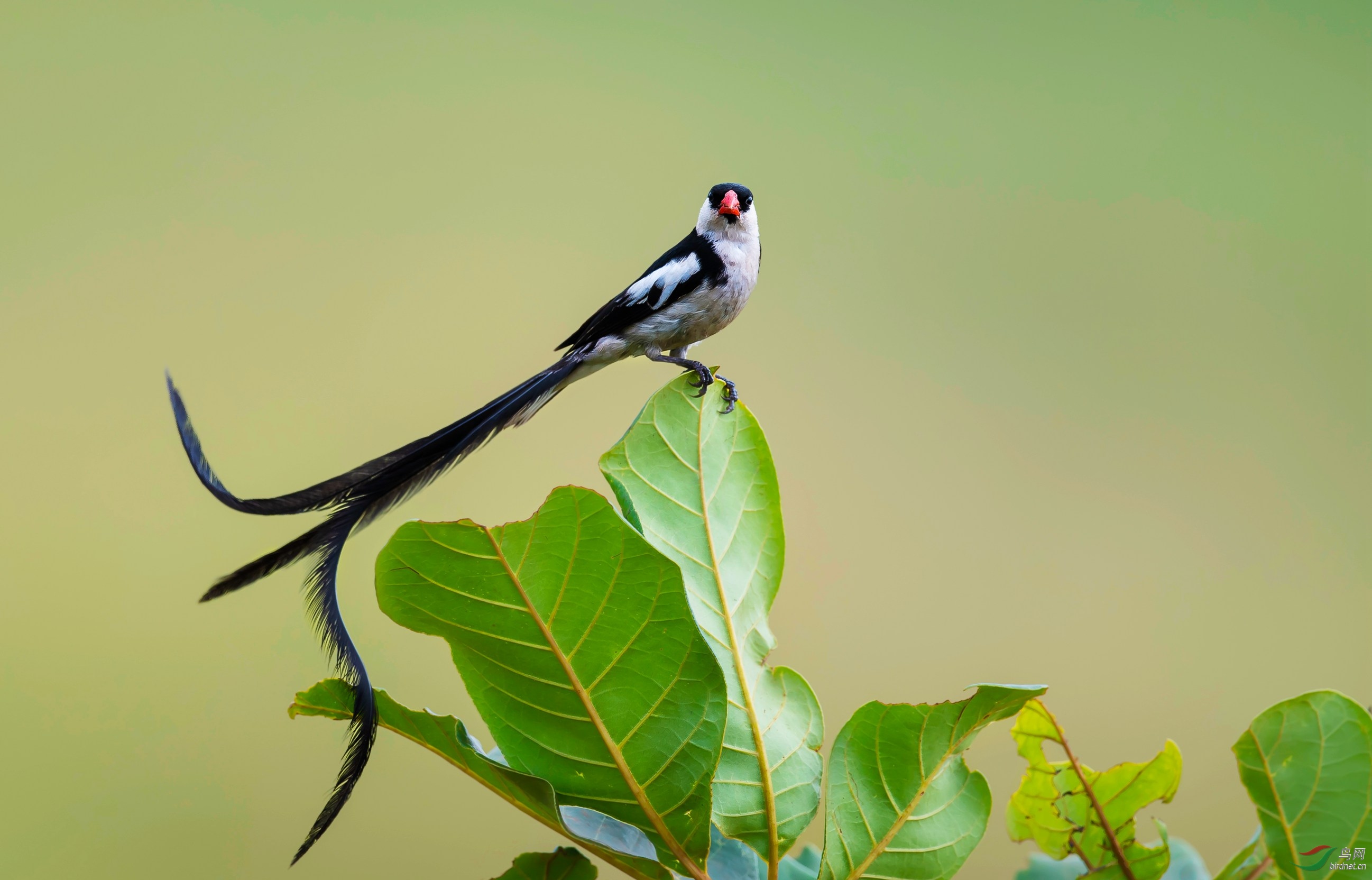 针尾维达雀(祝贺荣获鸟类精华)