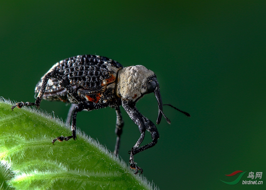 象蝽贺获首页动物精华