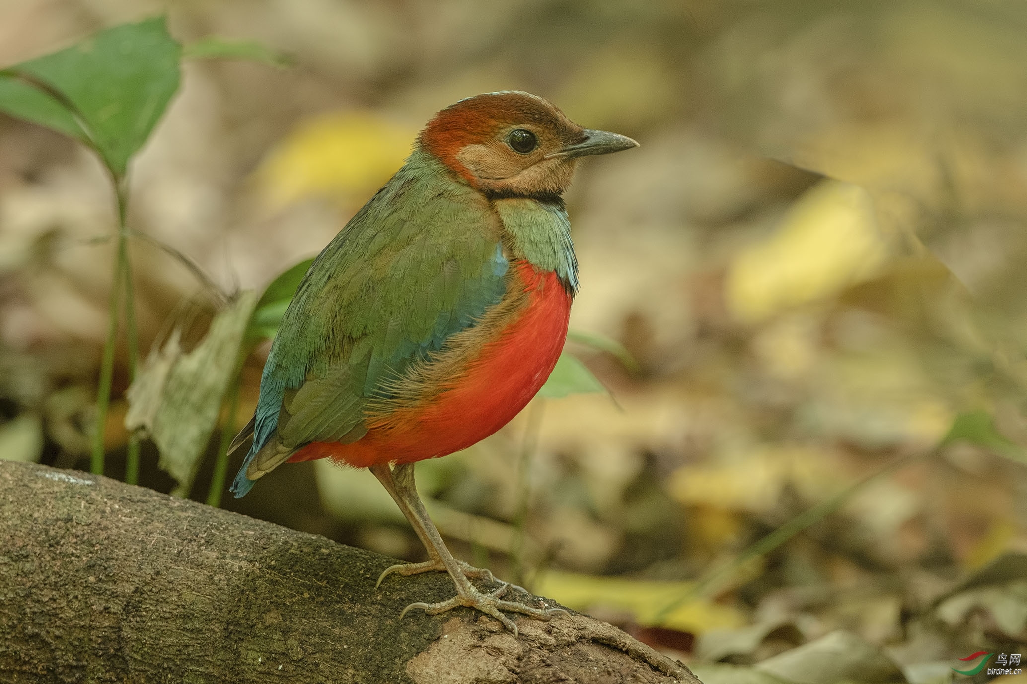 苏拉八色鸫印度尼西亚苏拉威西群岛的特有种