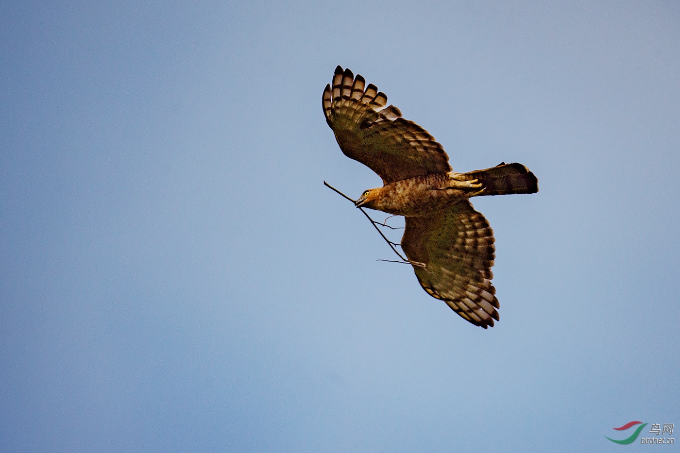 小鹰雕:众人拾柴火焰高,鸟网正在升级中