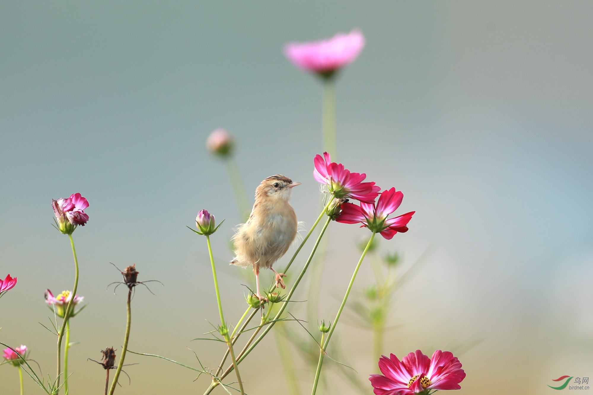 花鸟图 