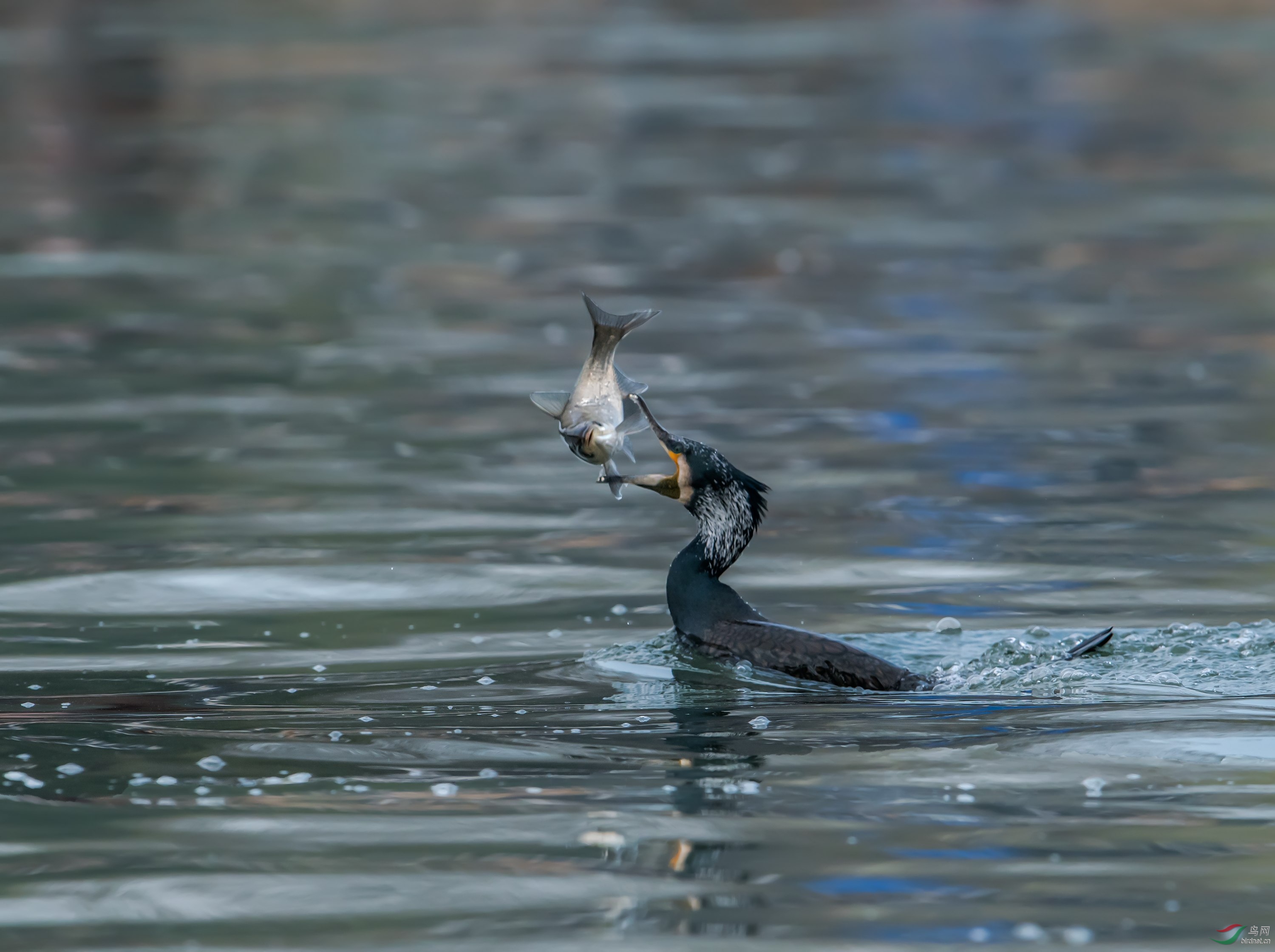 鸬鹚抓鱼